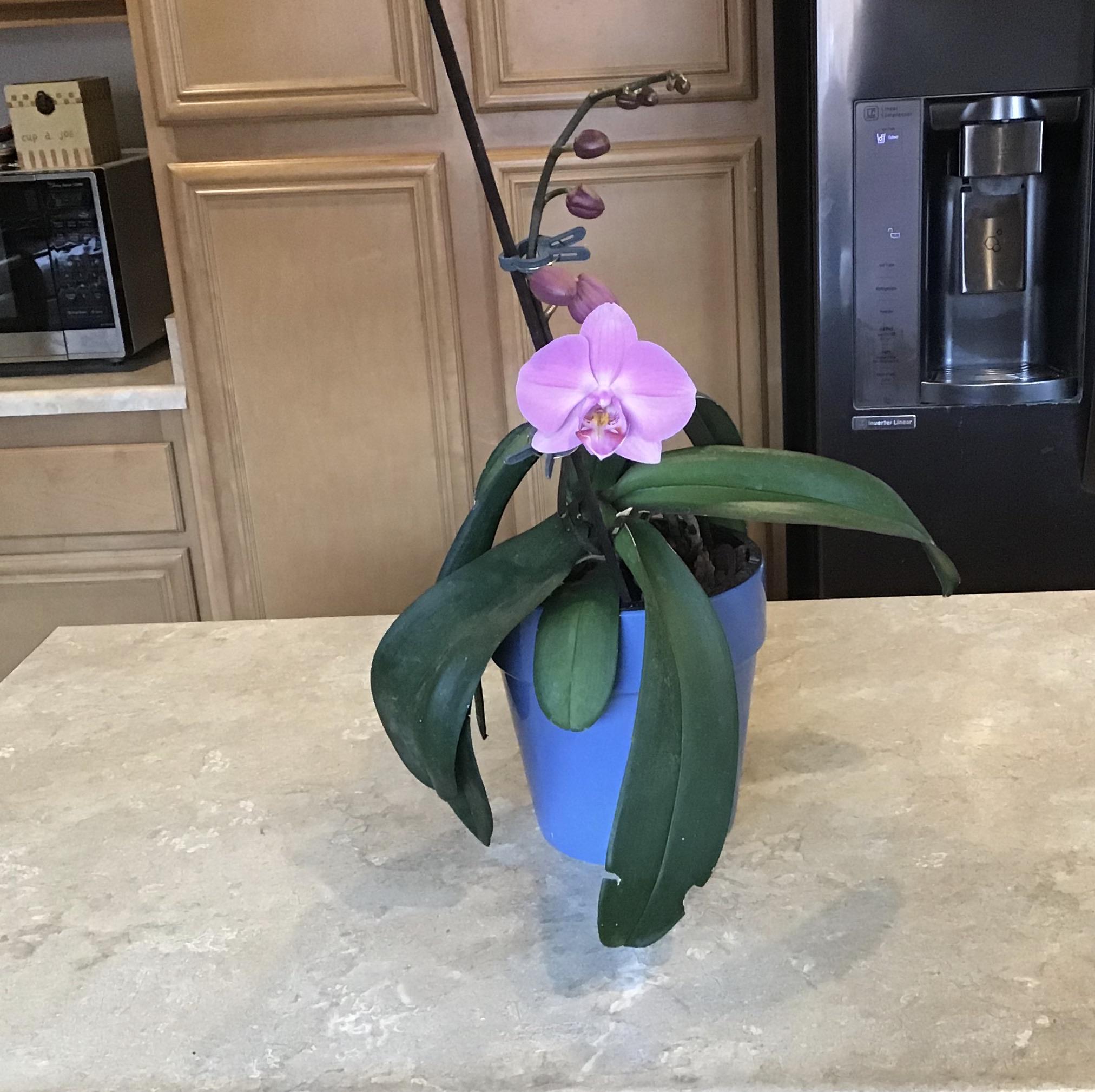 I kept an orchid alive for almost a year! r/pics