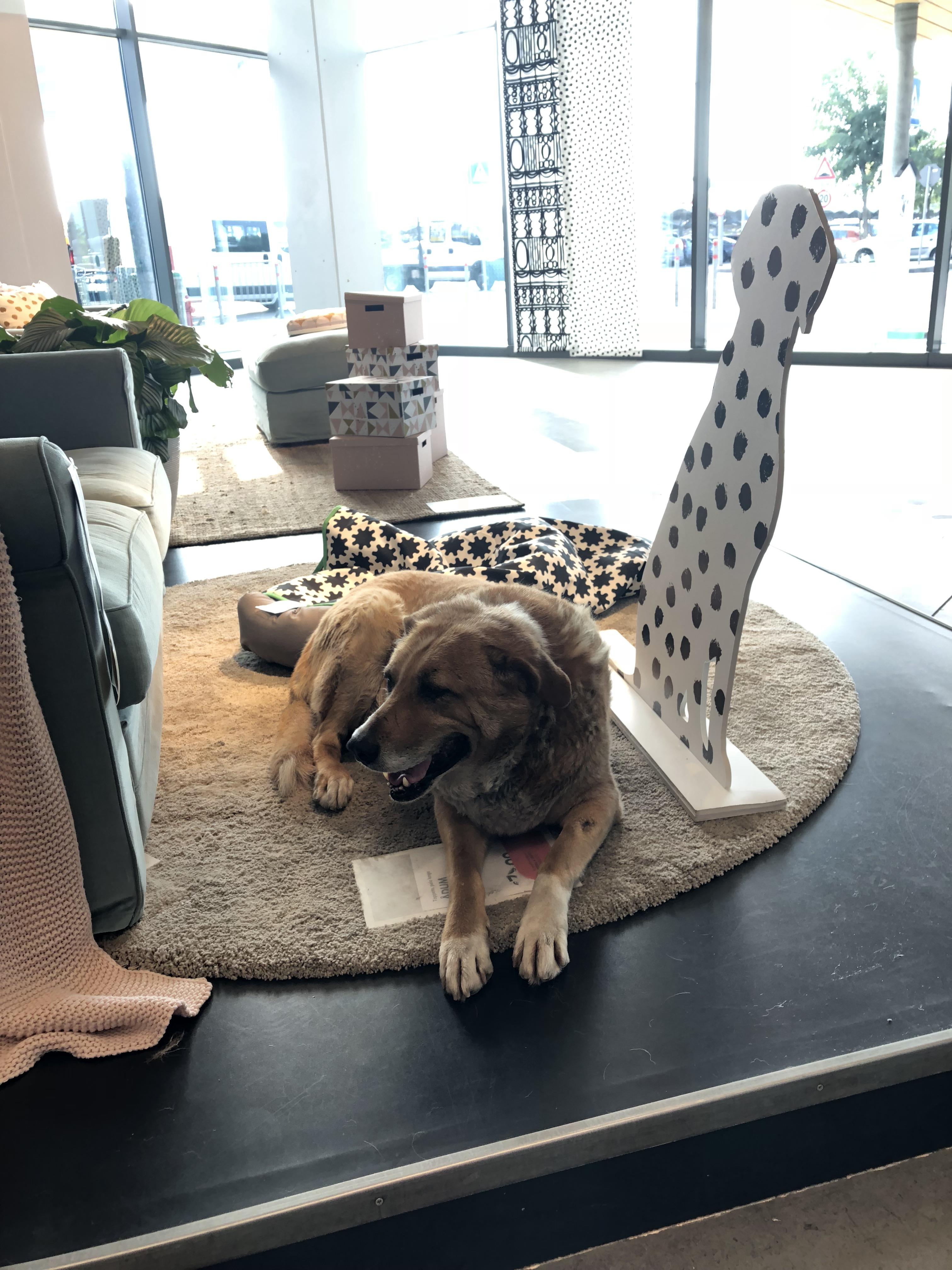 Ikea in Sicily allowing stray dogs to cool down inside and relax in a