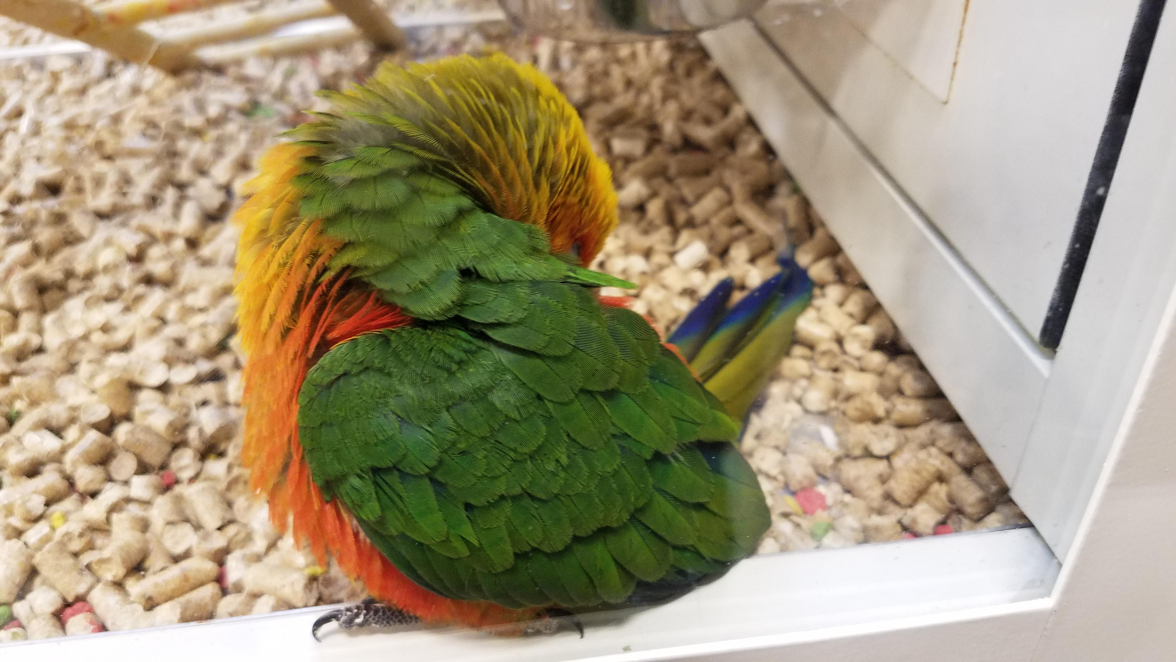 This cutie at the pet store r/parrots