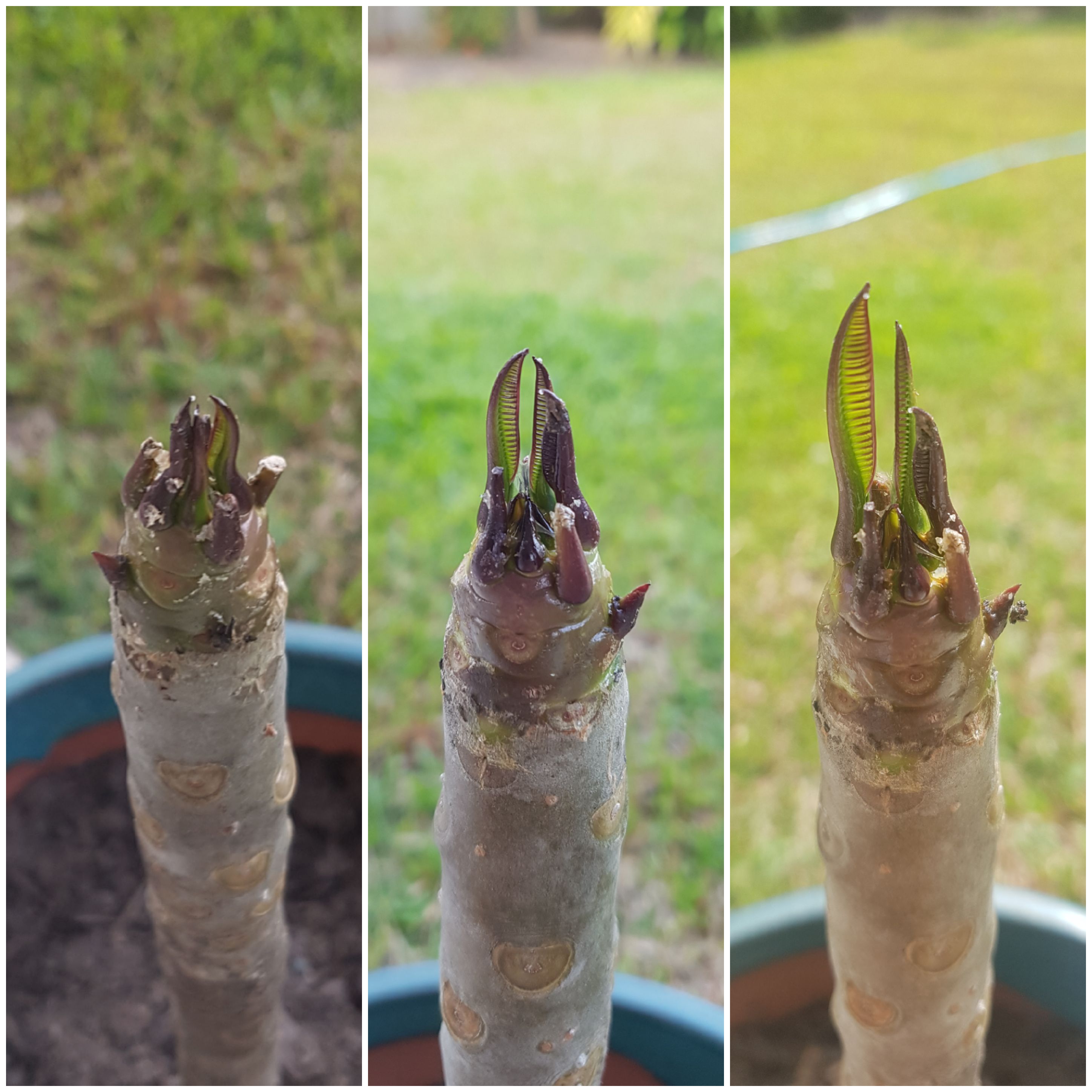 My first time growing a plumeria from a cutting. I'm so excited! r