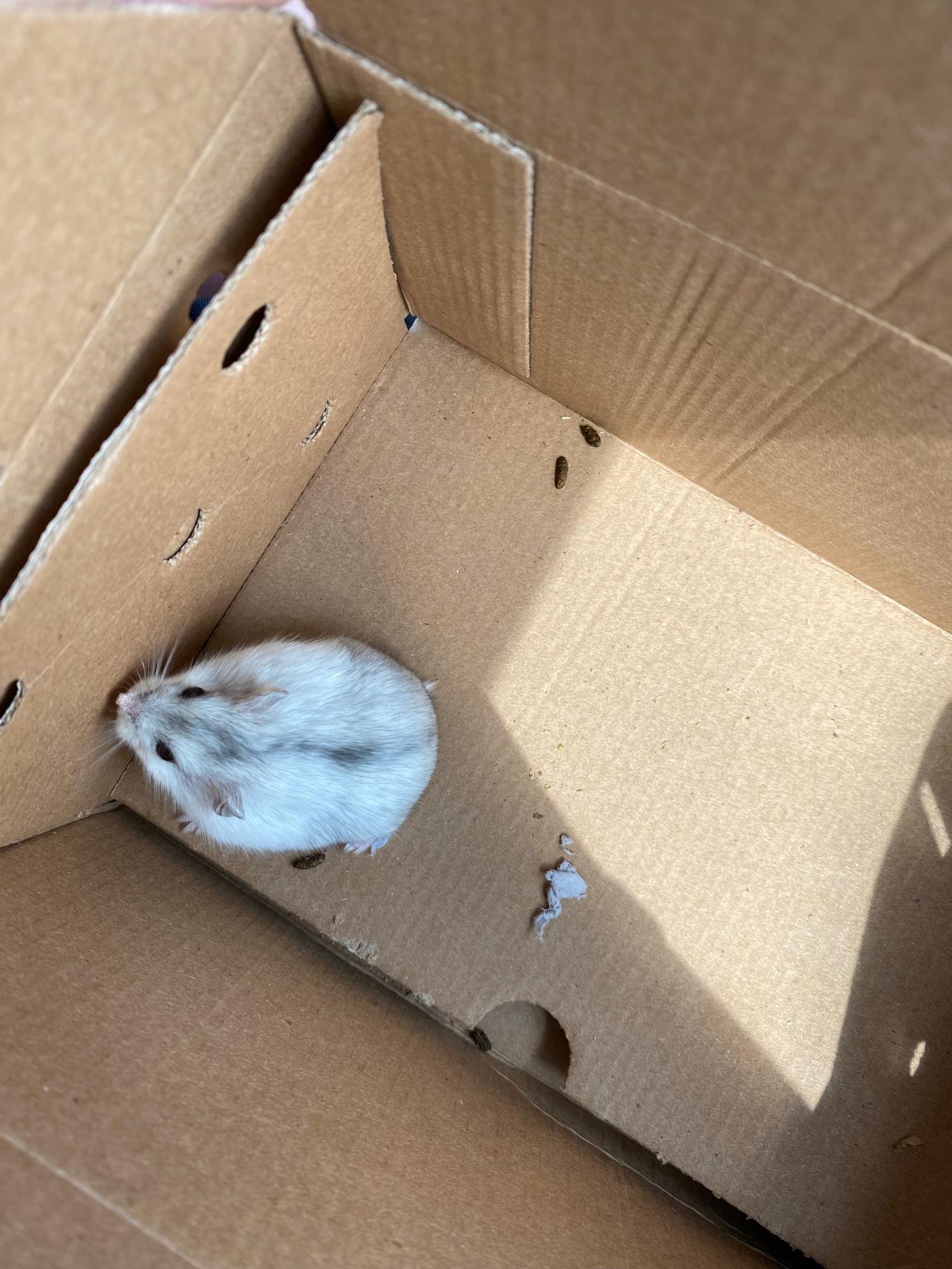 Winter White Hamster At Petsmart