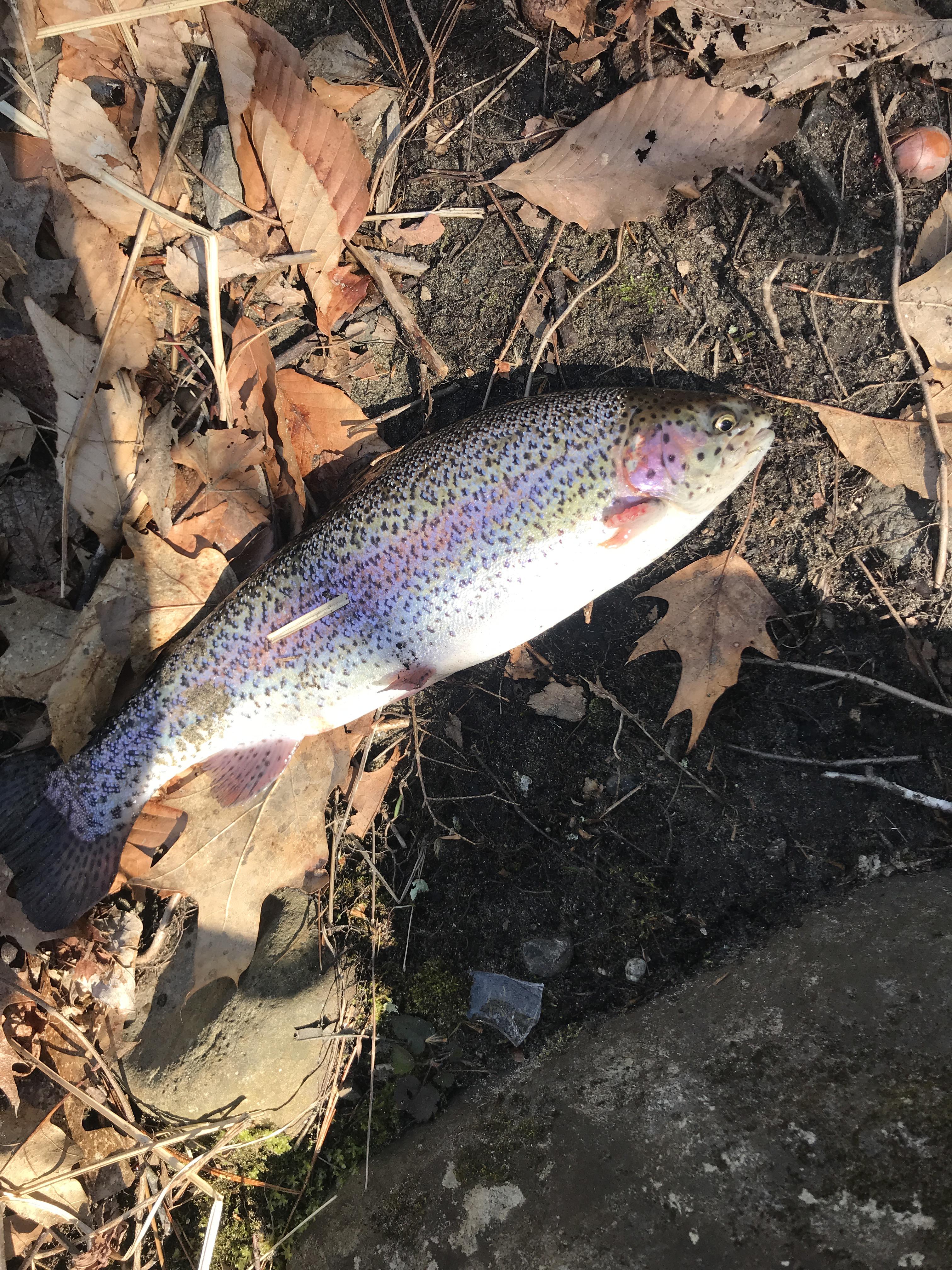Westfield, MA River Rainbow Trout. Big back... stocky or native??? r