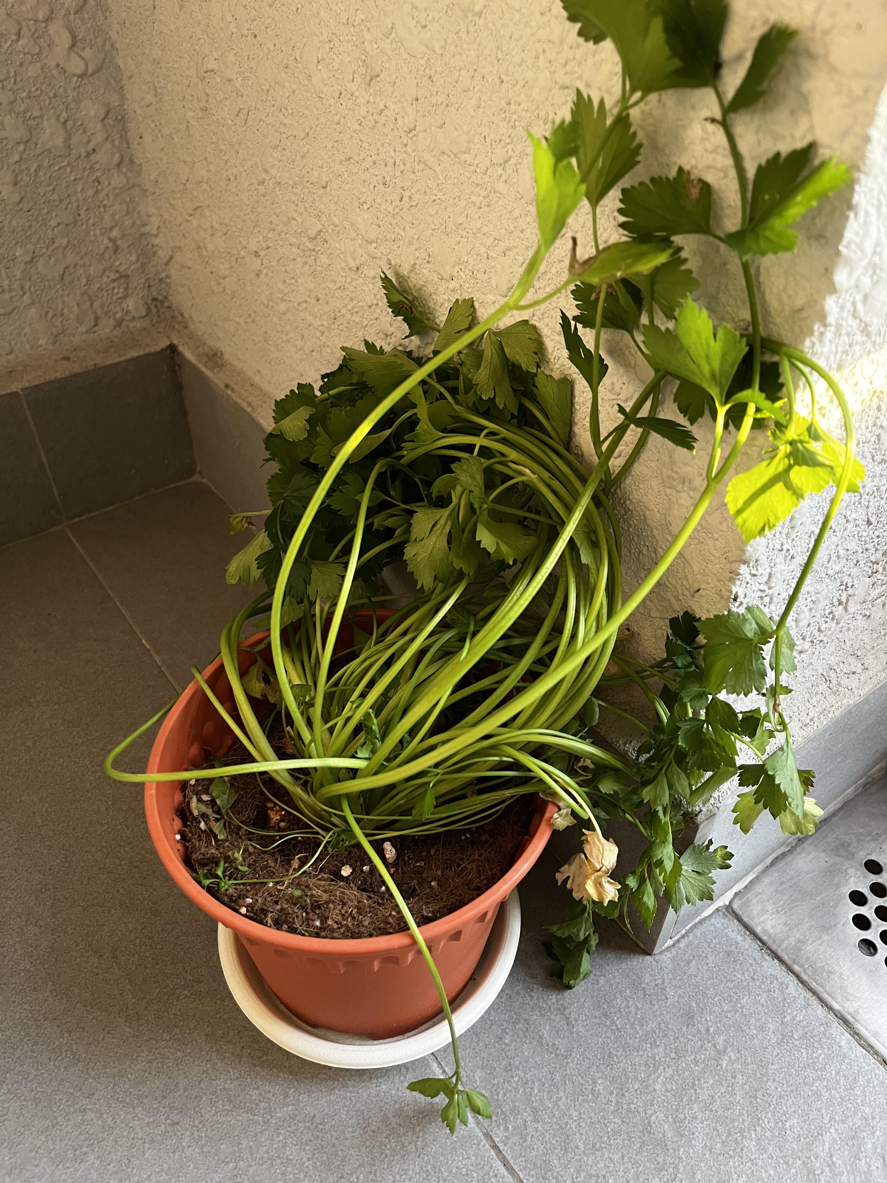 Please help me ( my parsley plant is drooping. They were standing up nicely yesterday I’m very