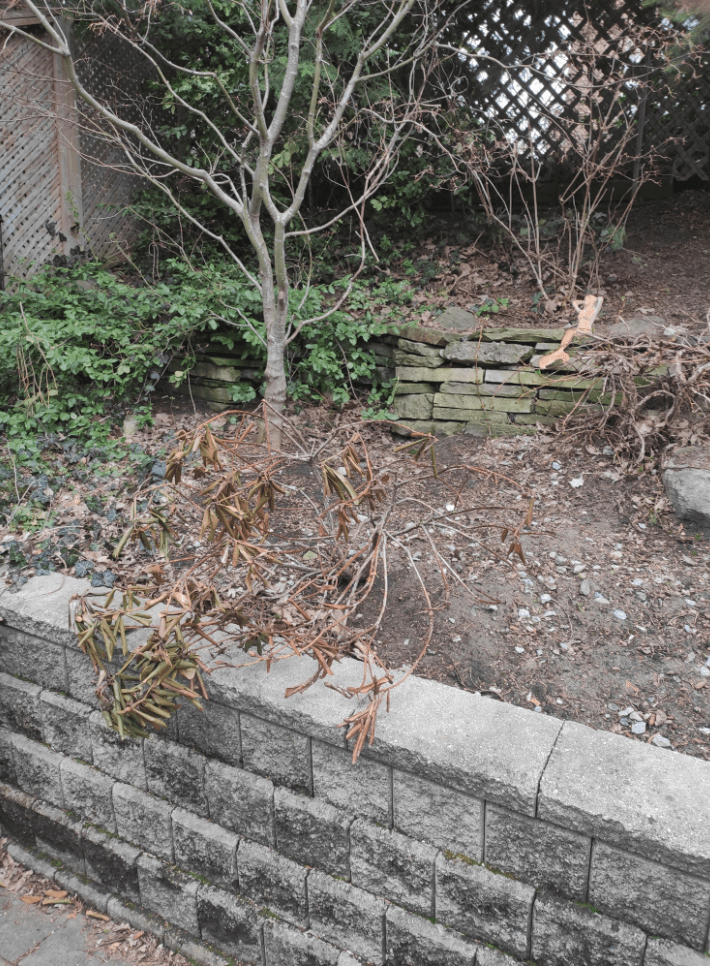 How often should I spray my zucchini plants with spinosad soap spray