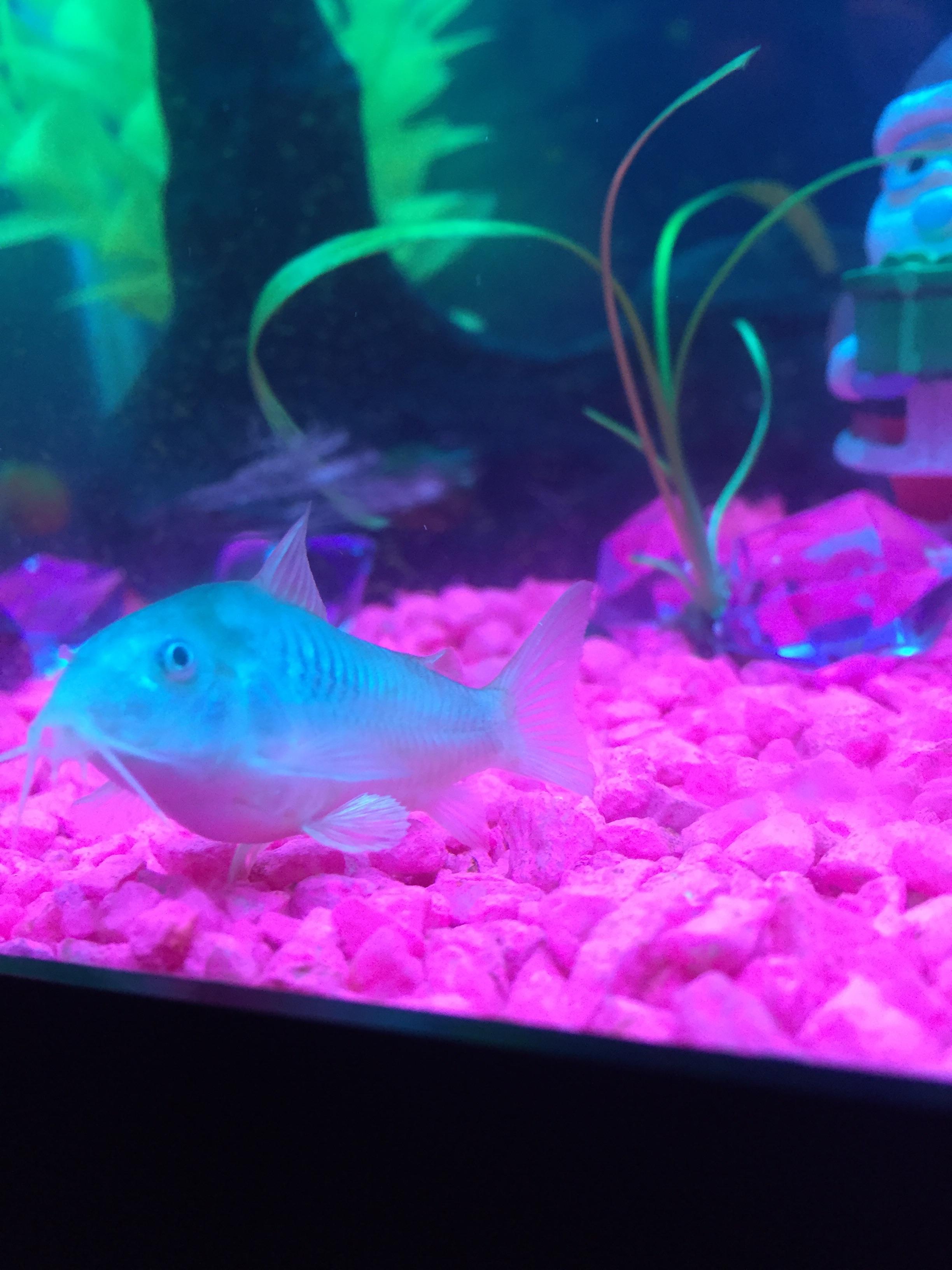 Is my emerald green cory catfish pregnant or just fat? I added a male