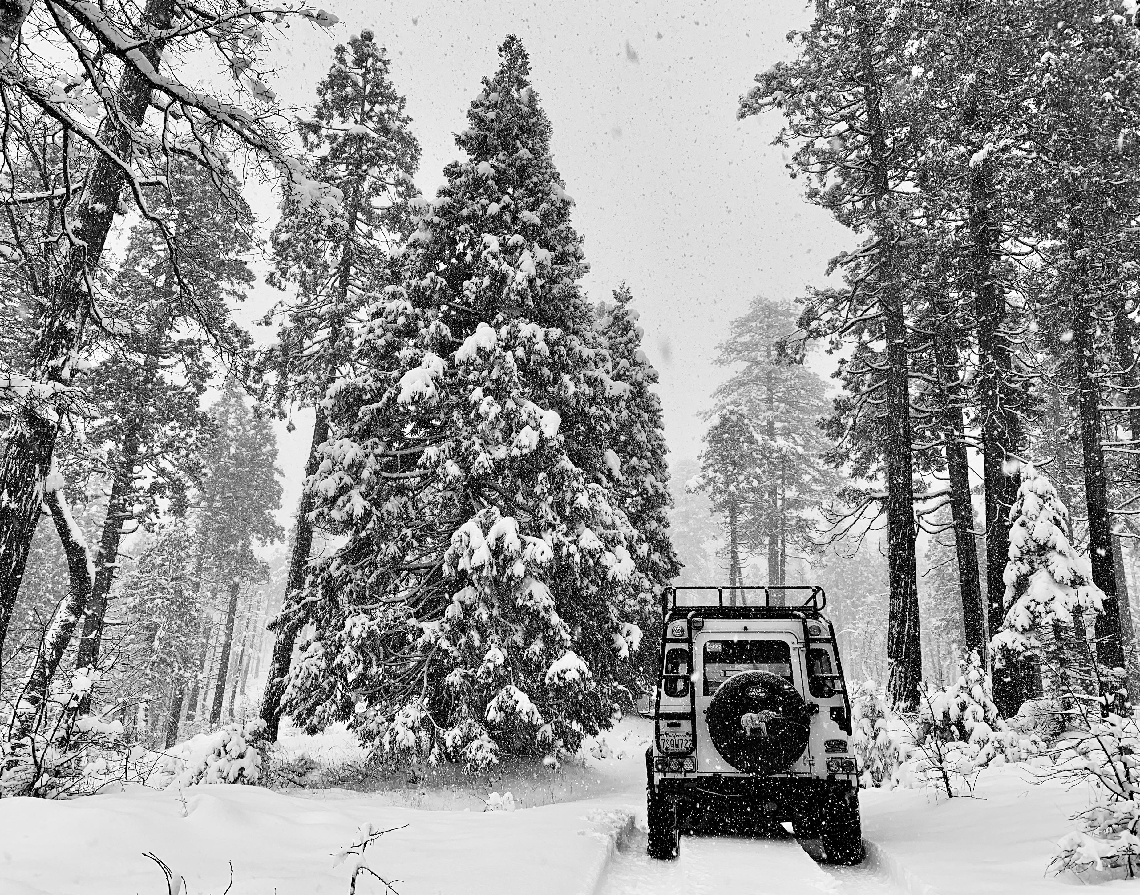 I think I found the Christmas tree. (Eldorado National Forest