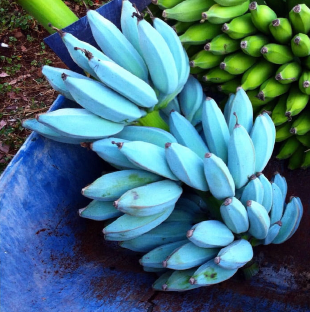🔥 The Blue Java Banana taste like vanilla icecream. r/NatureIsFuckingLit