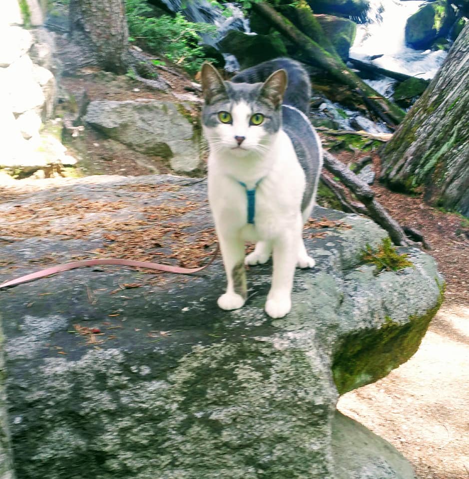 Quick question, does anyone else here walk their cats? Picture is of my