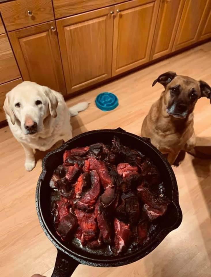 Sometimes dogs have to eat also! Lunch for my main men Moose Heart in