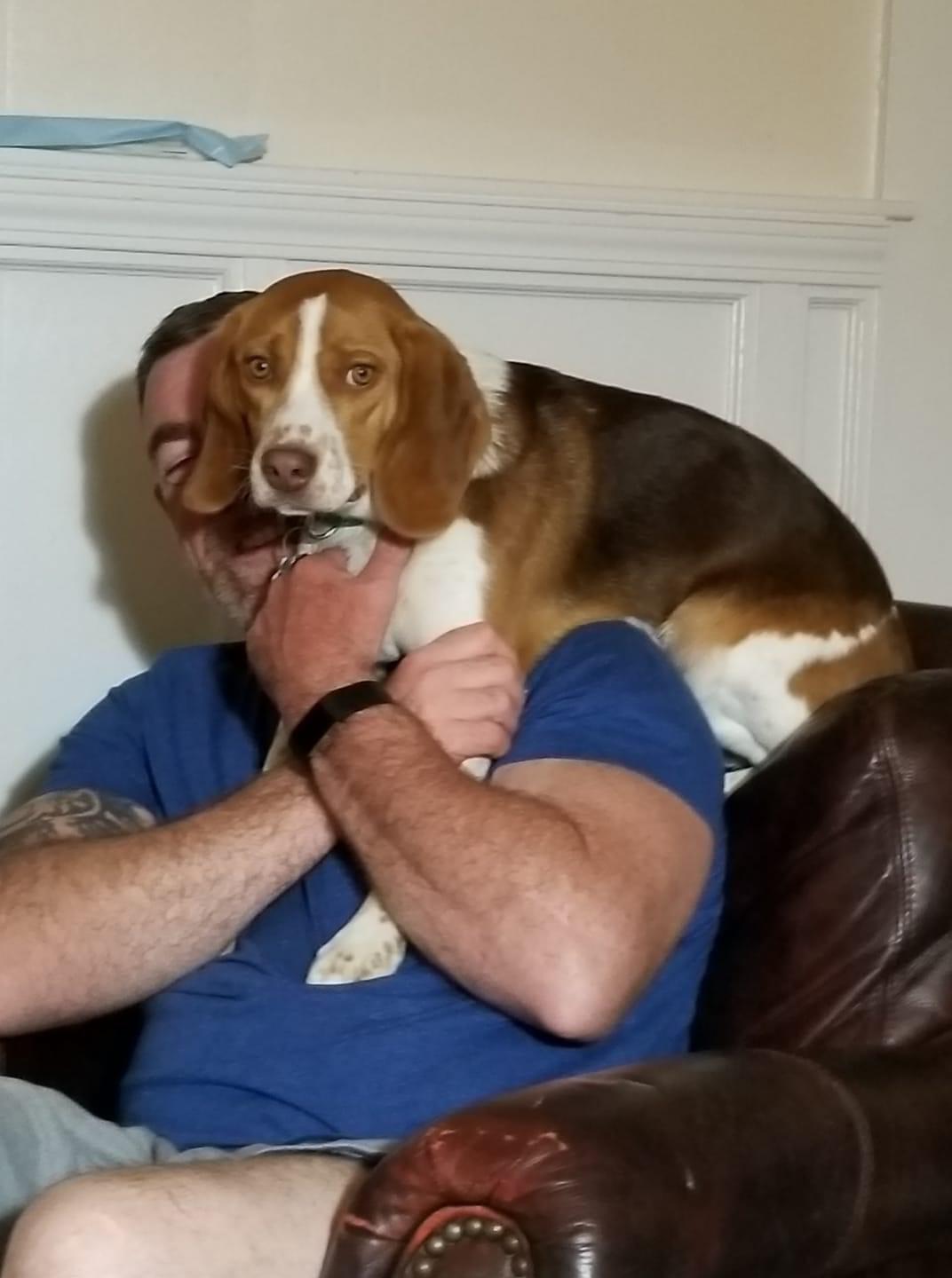 Any one else have a beagle parrot? He must sit on your shoulder... no