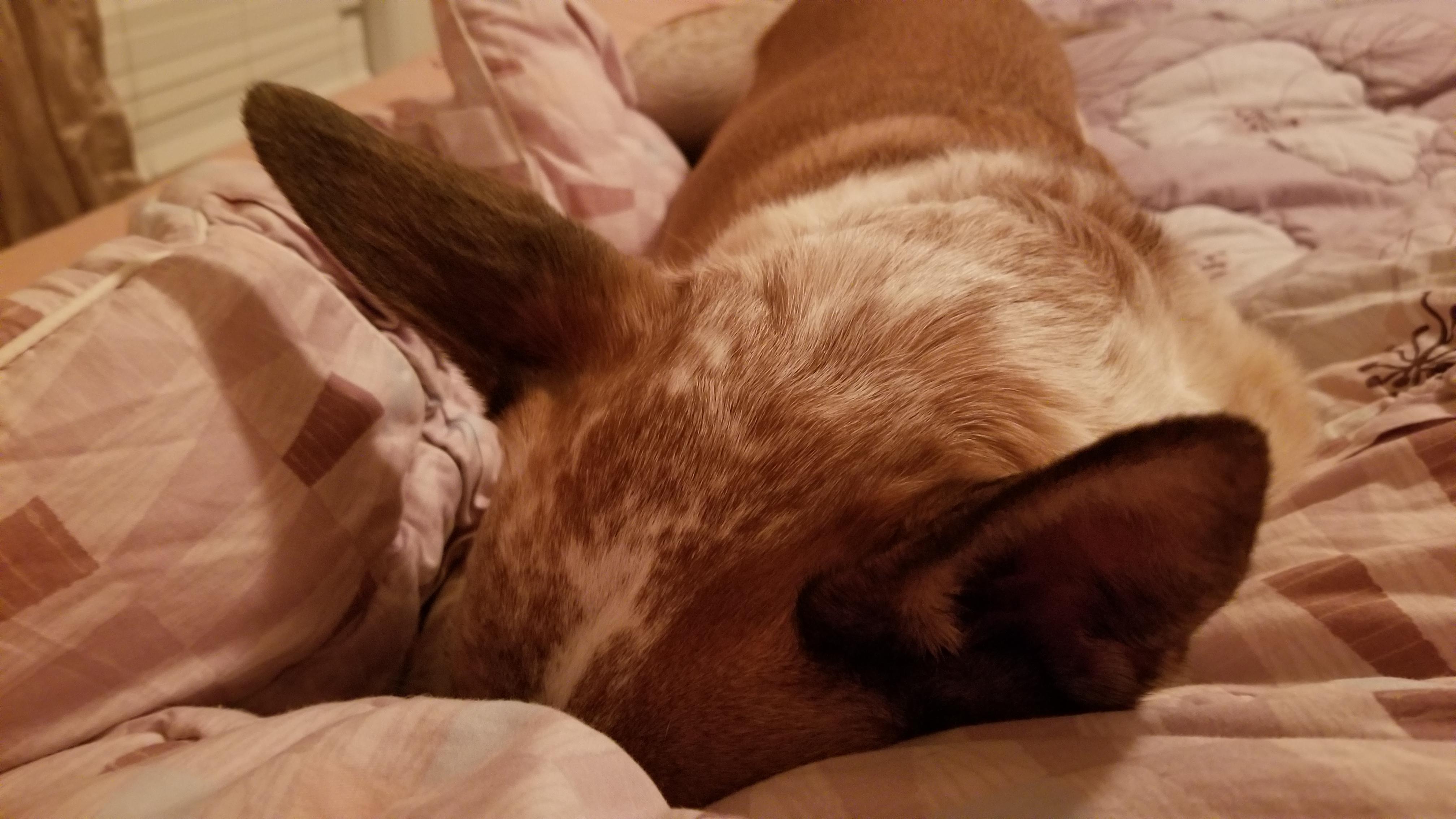 He sleeps with his nose buried in blankets. How do you breathe?? r/WhatsWrongWithYourDog