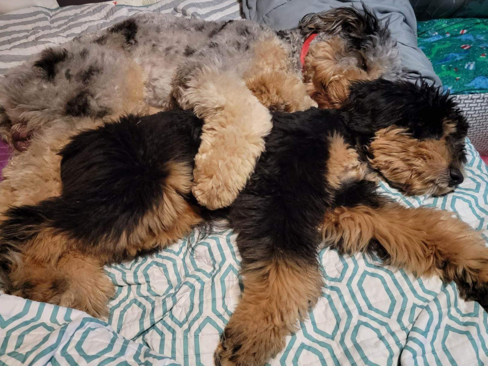 Snuggly pile of Floof!! Klaus and Otto are best buddies! r/Bernedoodles