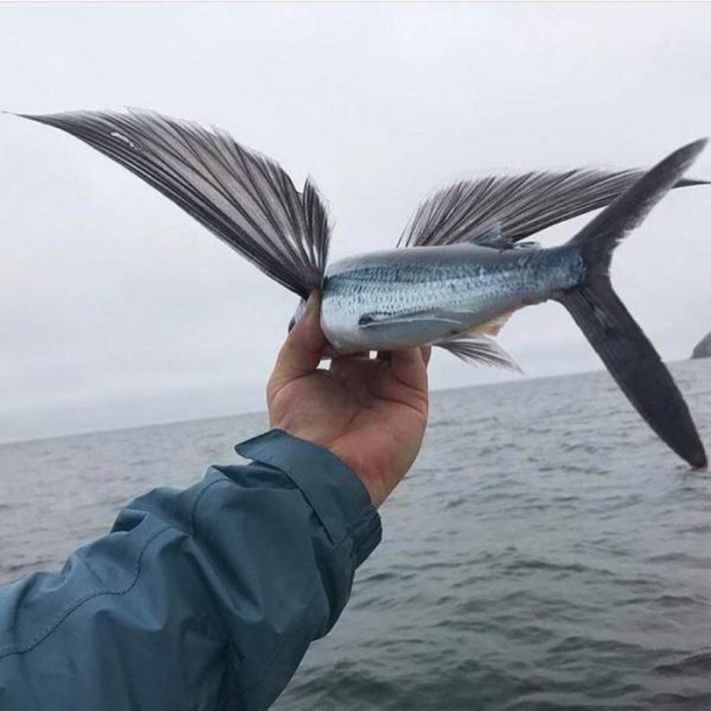 🔥 This is what a flying fish looks like up close r/NatureIsFuckingLit