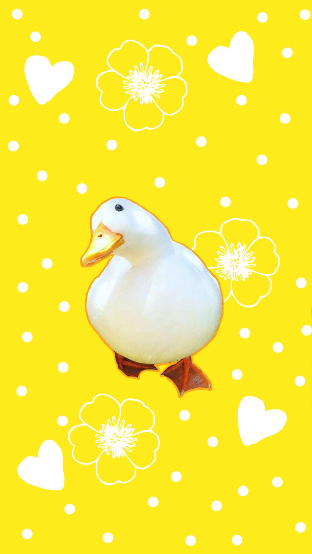 I made a duck wallpaper r/duck