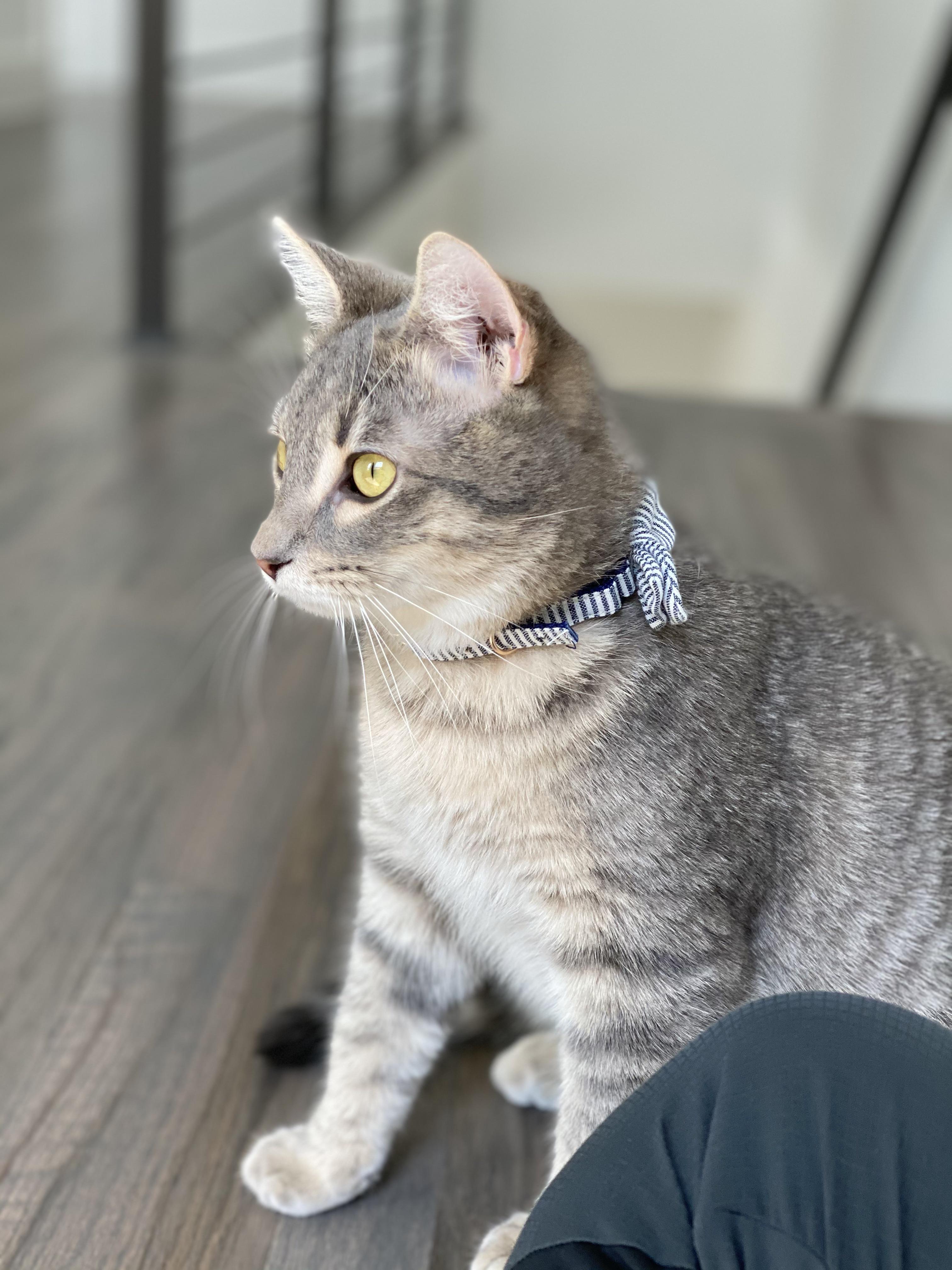 Khám phá hơn 80+ cinnamoroll breed đỉnh nhất B1 Business One