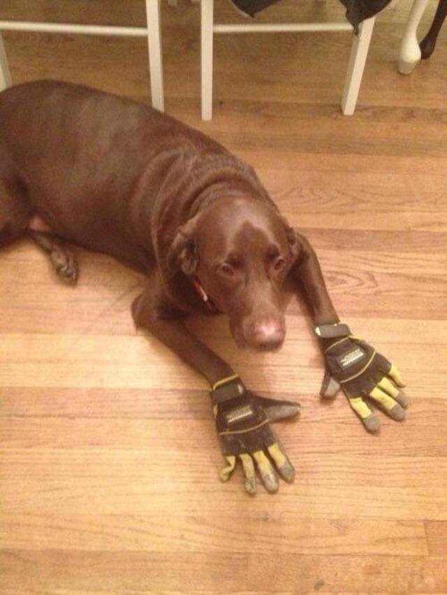 Dog with gloves r/rarepuppers