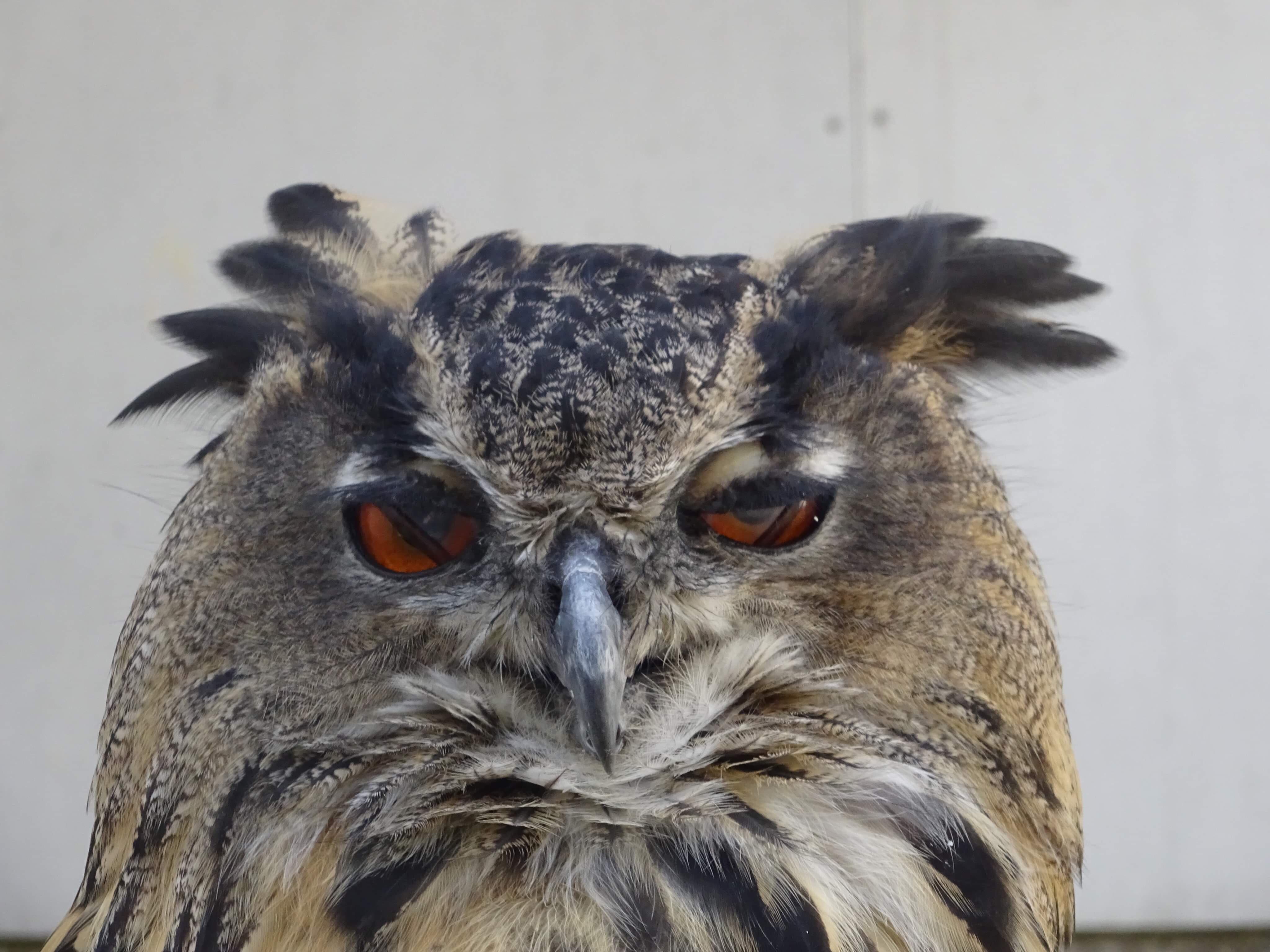 Owls have a third eyelid to protect from dirt and dust the nictitating