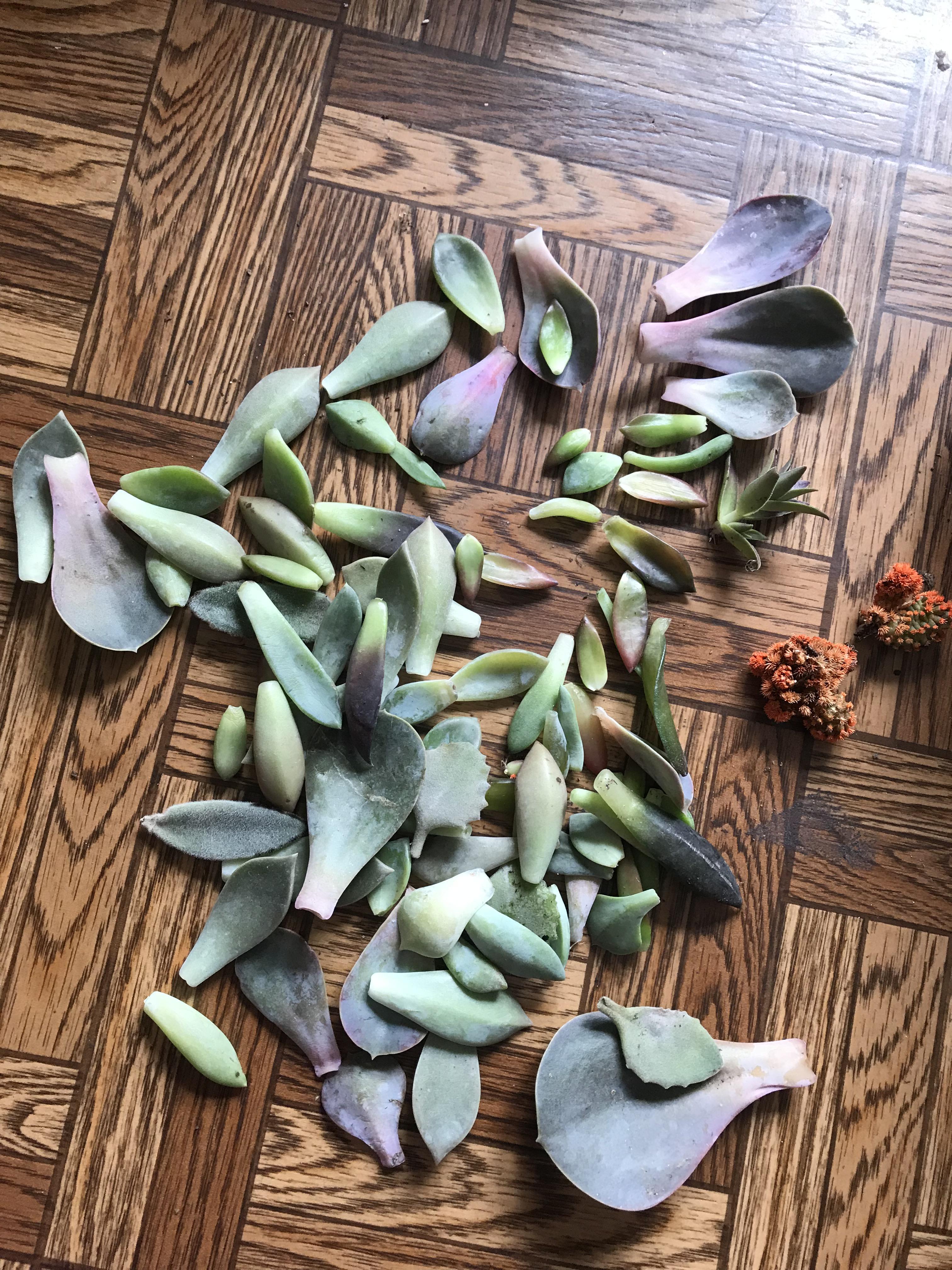 Today was the day they threw away 90 of the (dying) succulent
