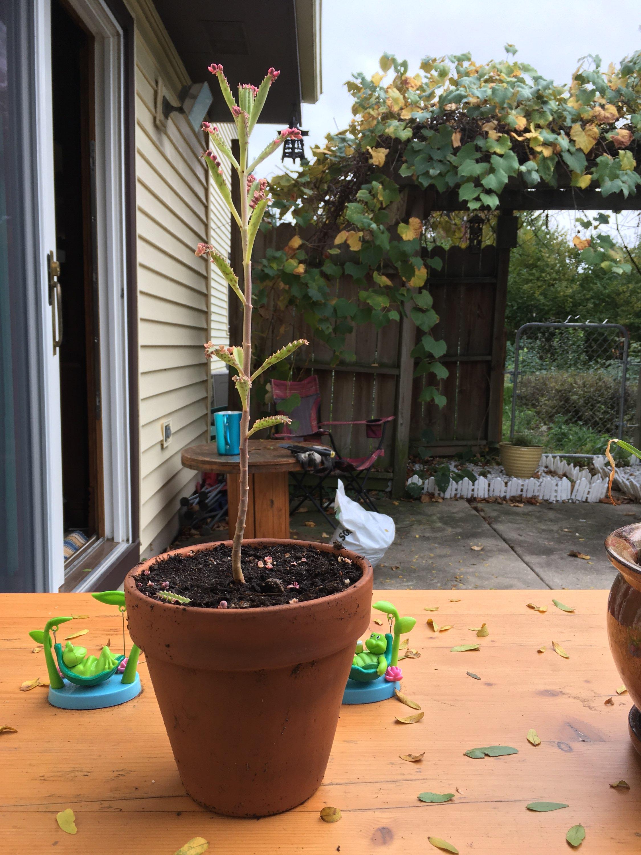Why is my kalanchoe growing woody stems and dropping leaves? Was away for several months and