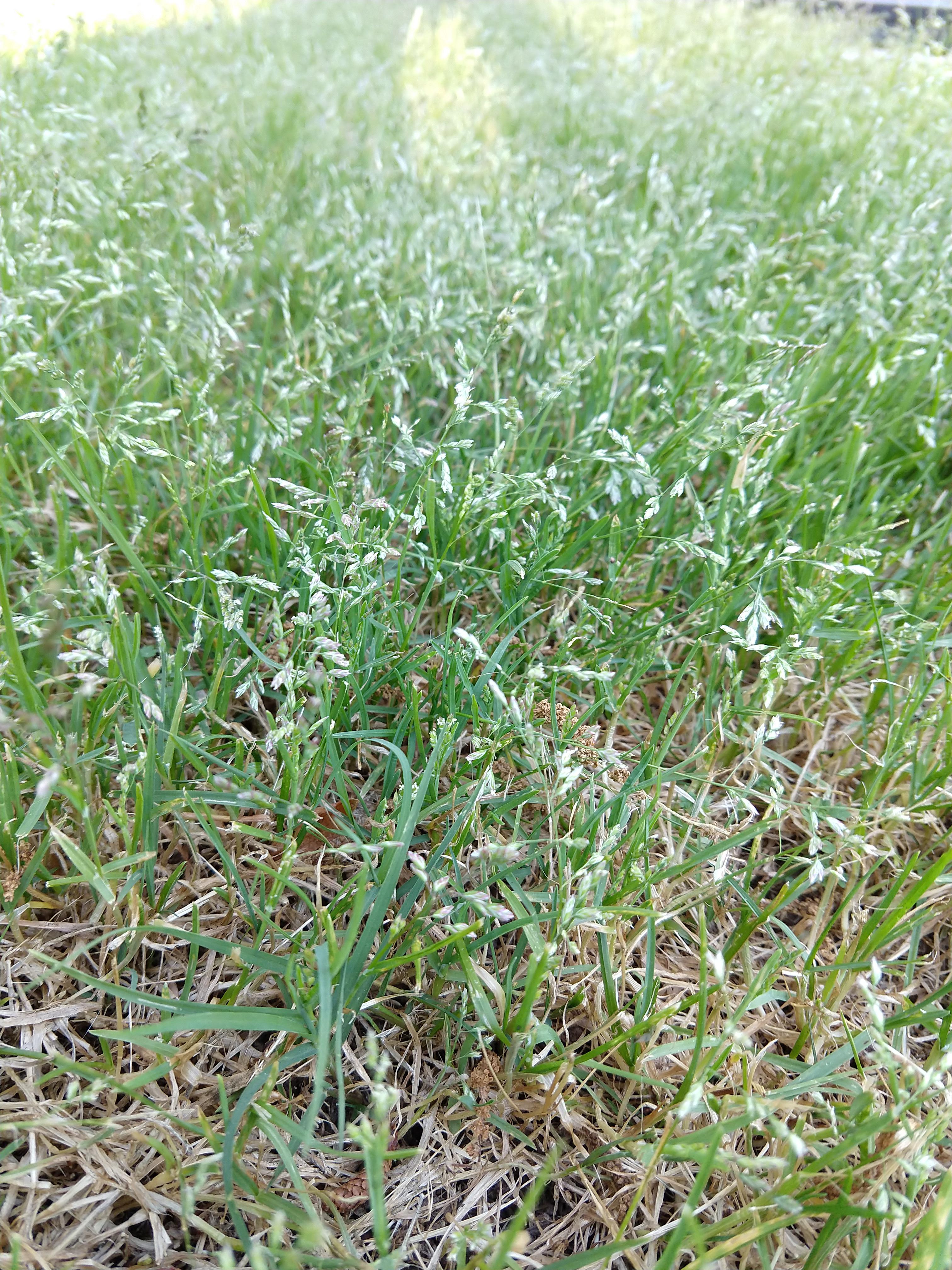 What's this lawn grass? Zone 7b, Atlanta, Height is about 3