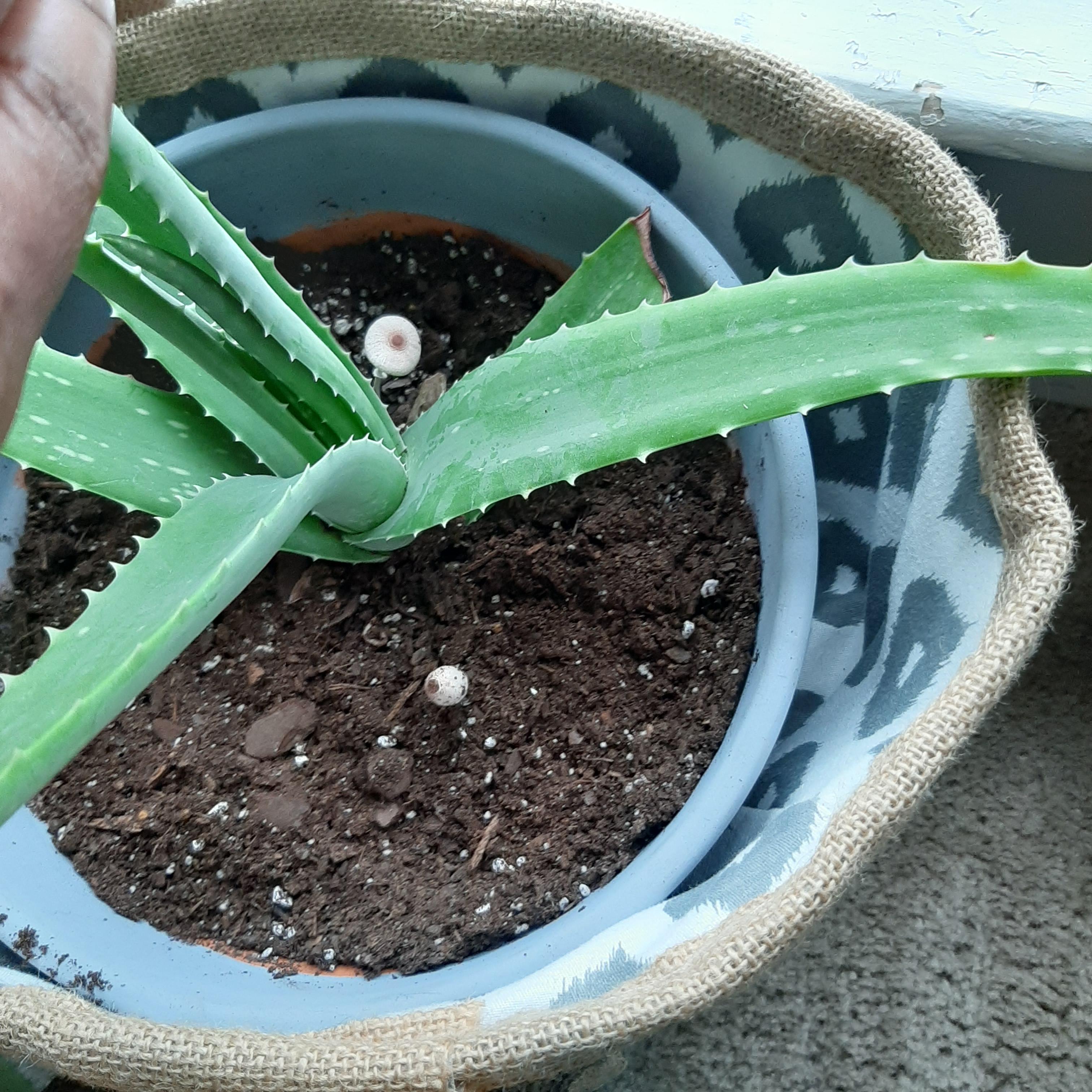 Aloe vera soil growing mushrooms. Is this bad? Why is this happening