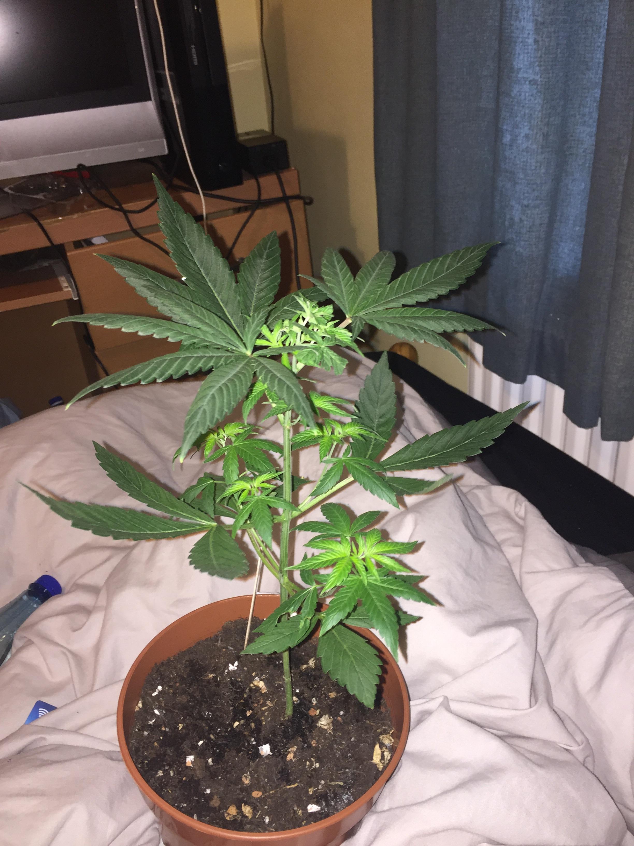 Should I remove all the large fan leaves? microgrowery