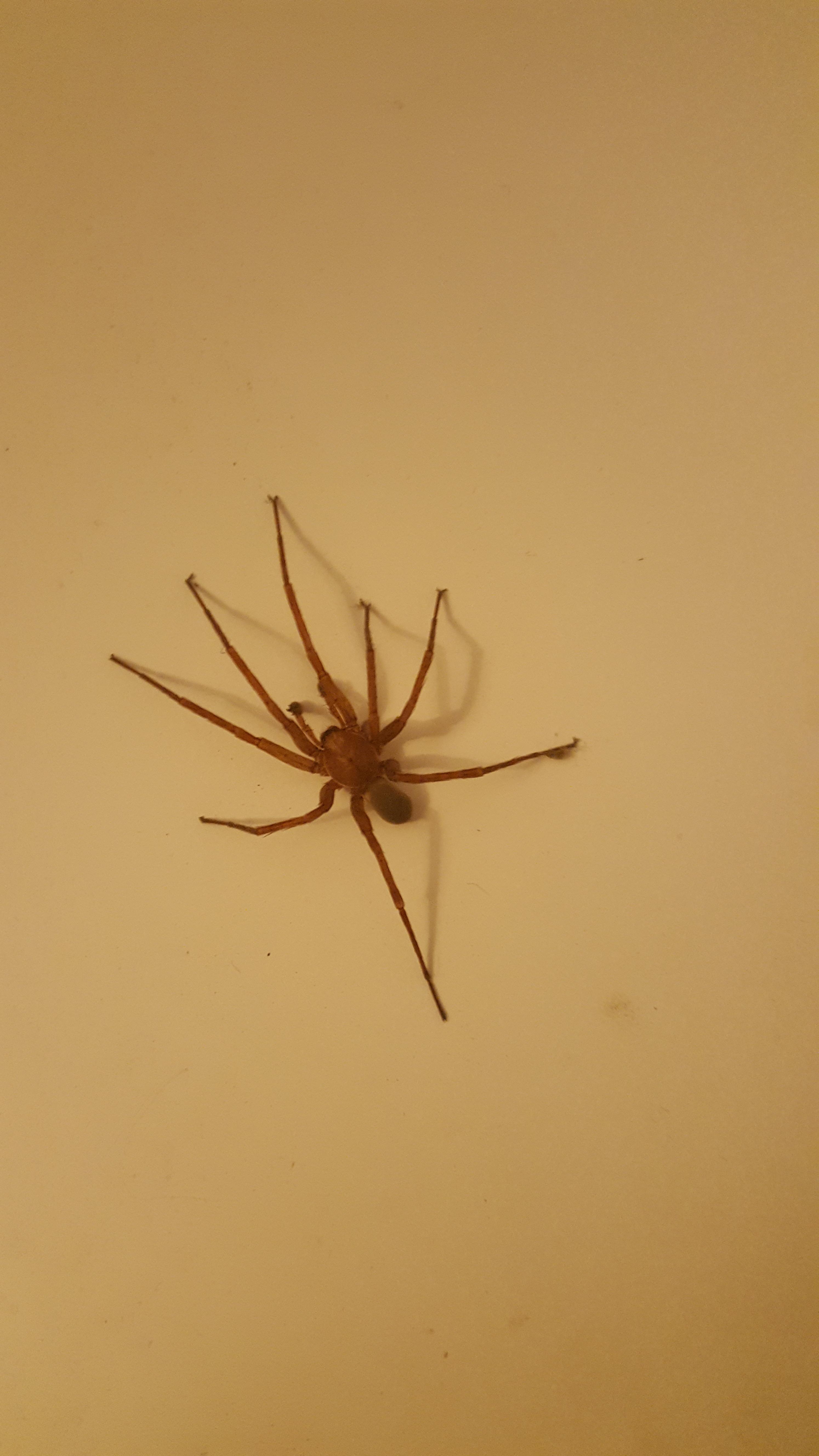 Big Brown Spiders In California