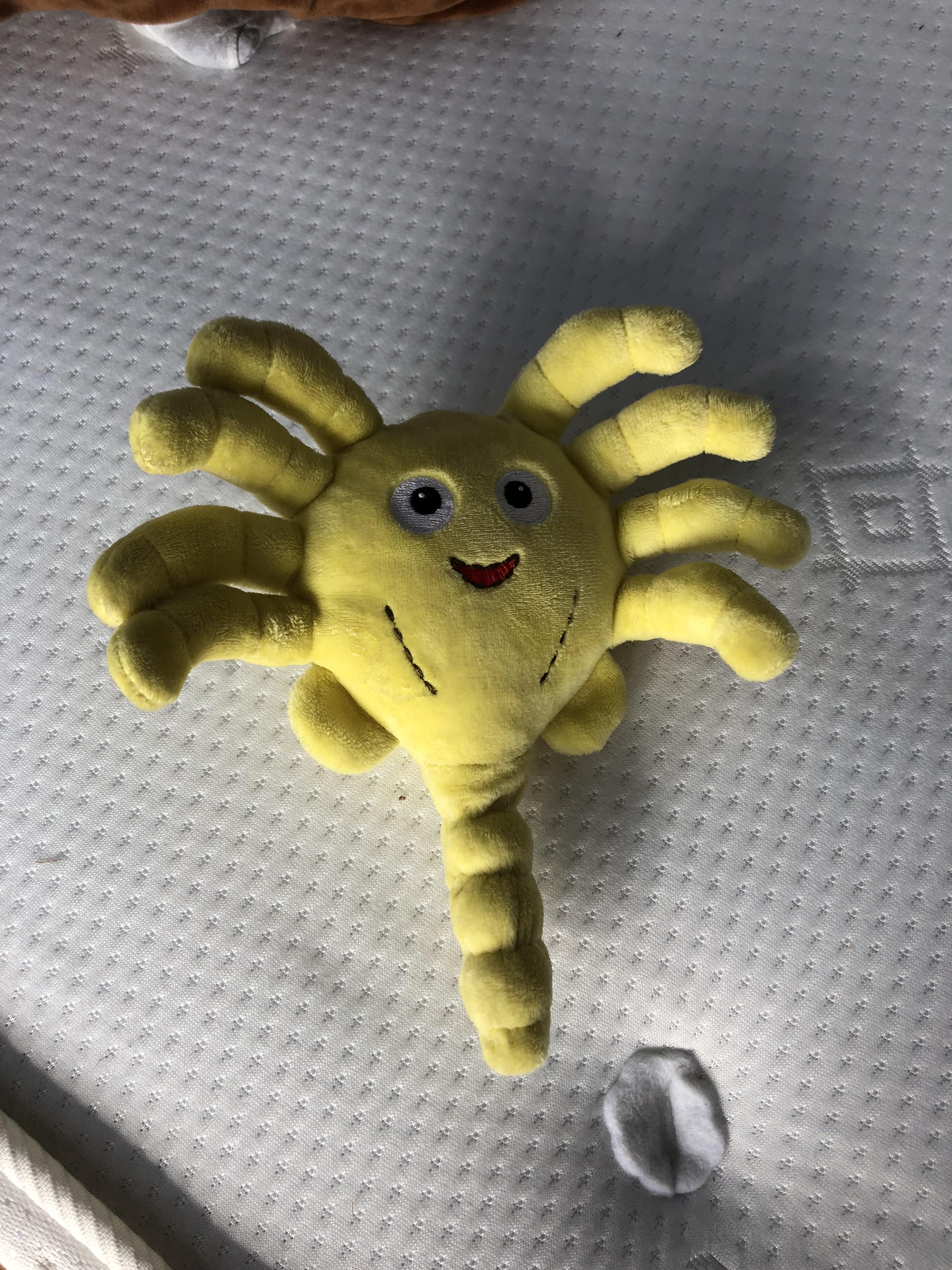 Alien facehugger teddy r/pics