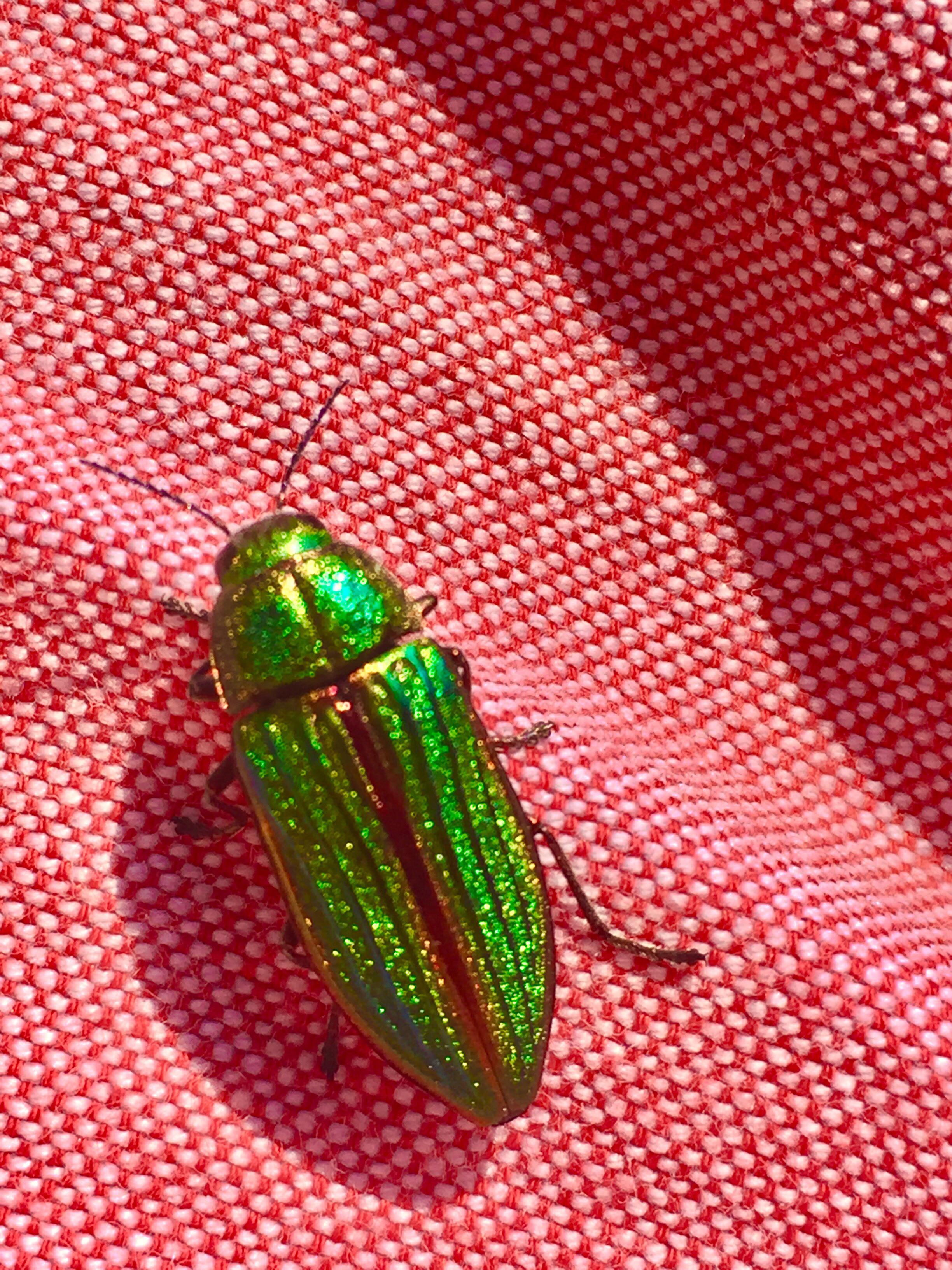 This green beetle r/woahdude