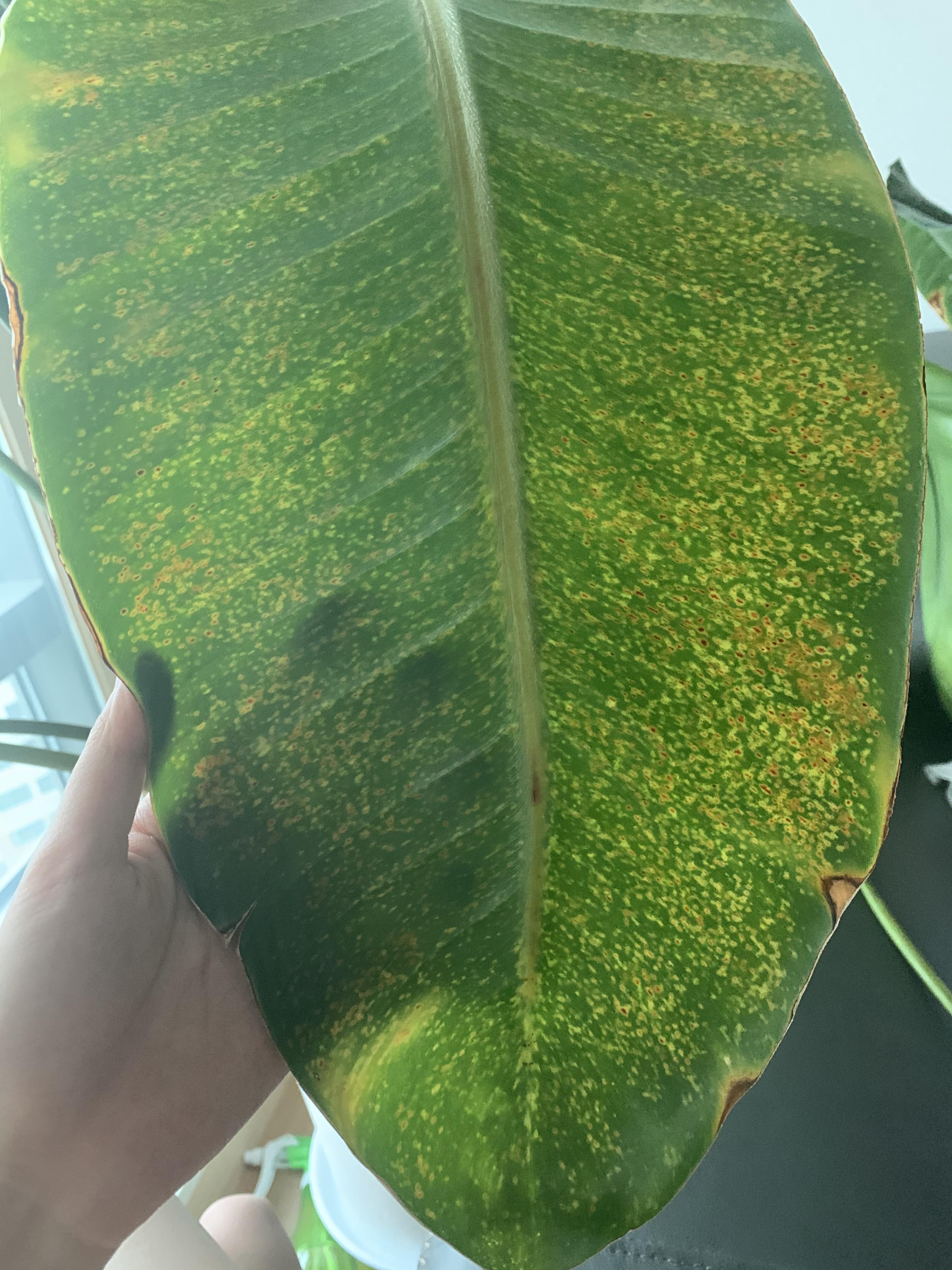 Indoor bird of paradise what might be the cause of these yellowing