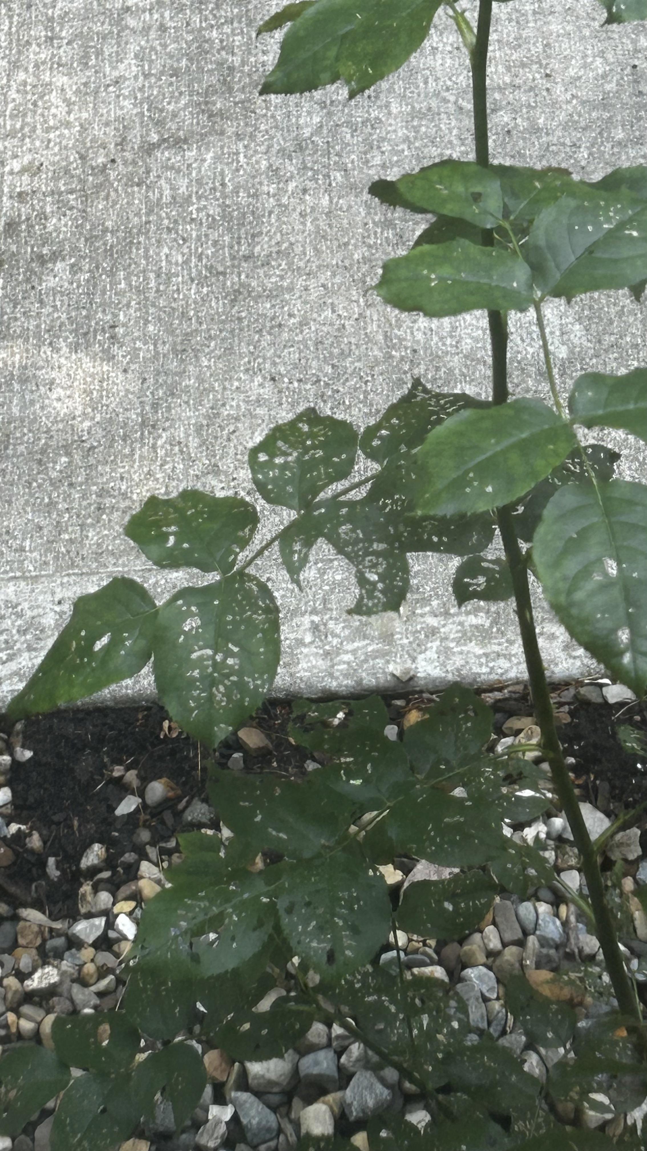 Something is eating my rose bush ( r/plantclinic