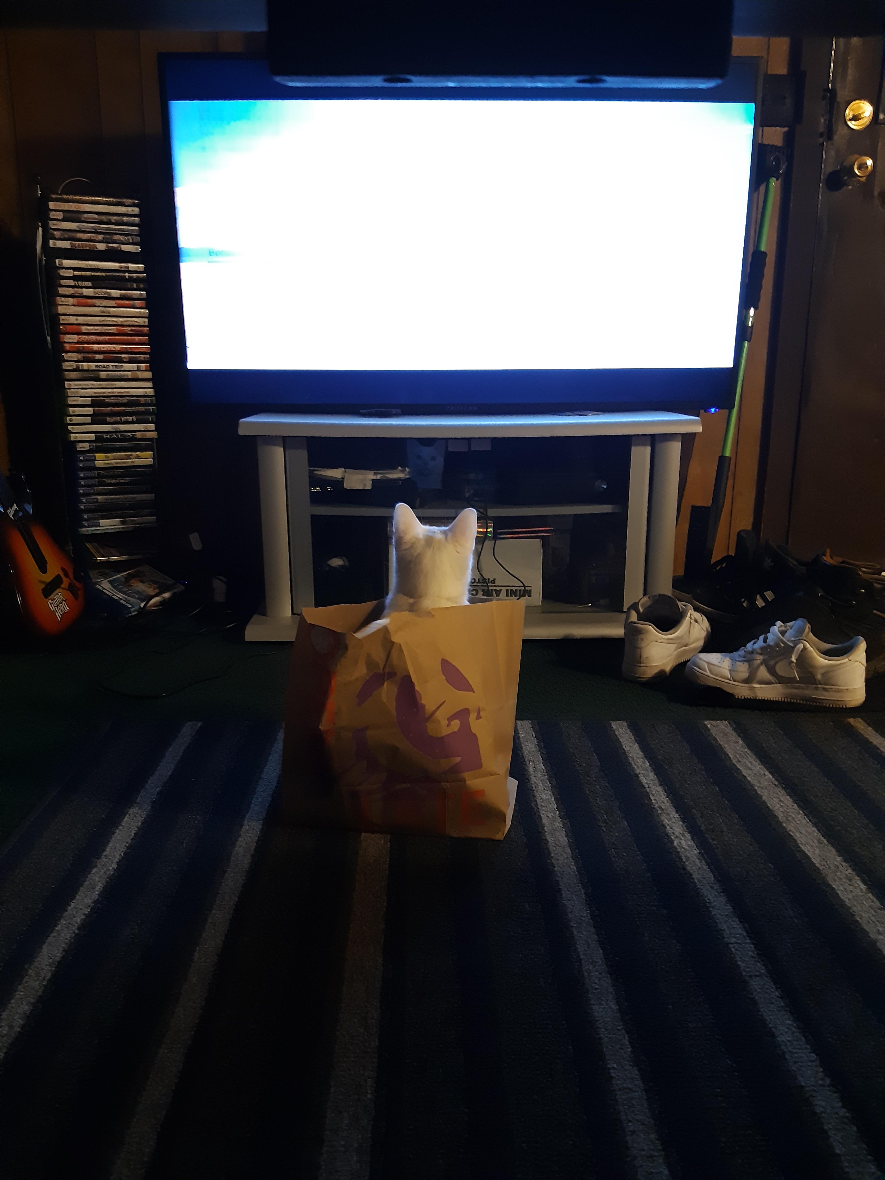 My cat watches TV and now has a new Taco Bell bag to enjoy the view
