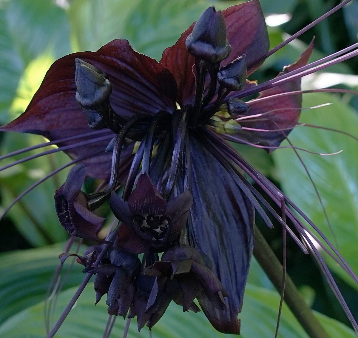 Black Bat Flower r/flowers