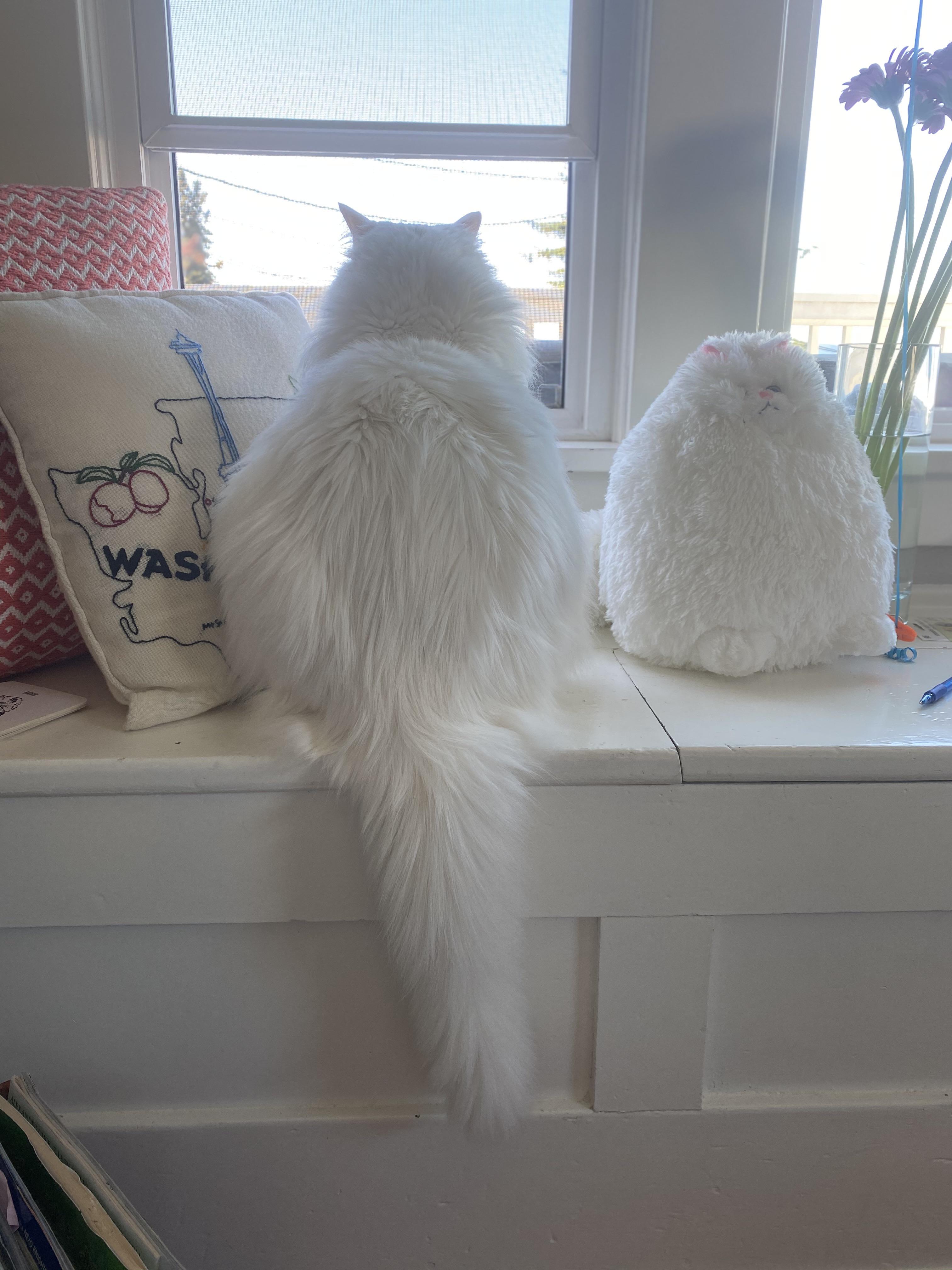 Showing off the poof. r/bottlebrush