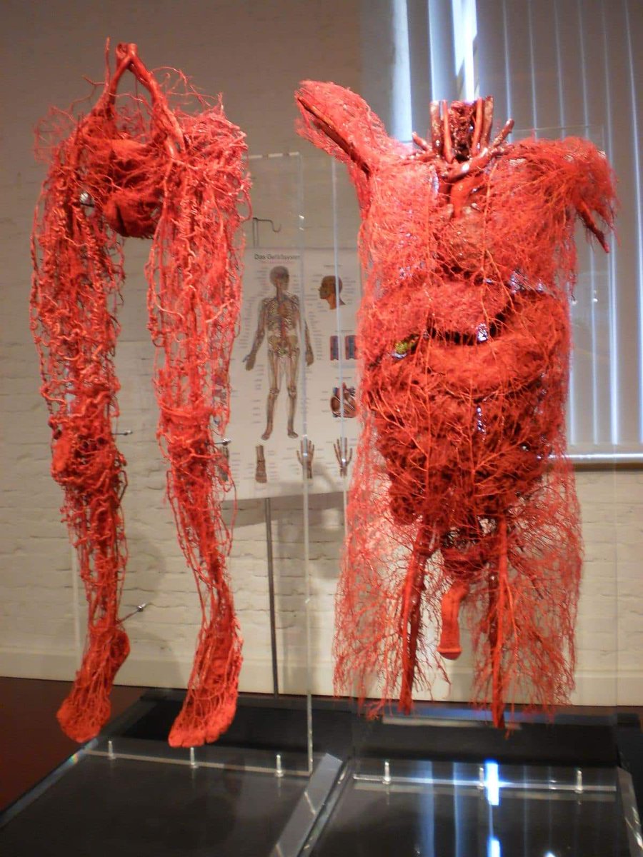 Blood Vessels Of The Body