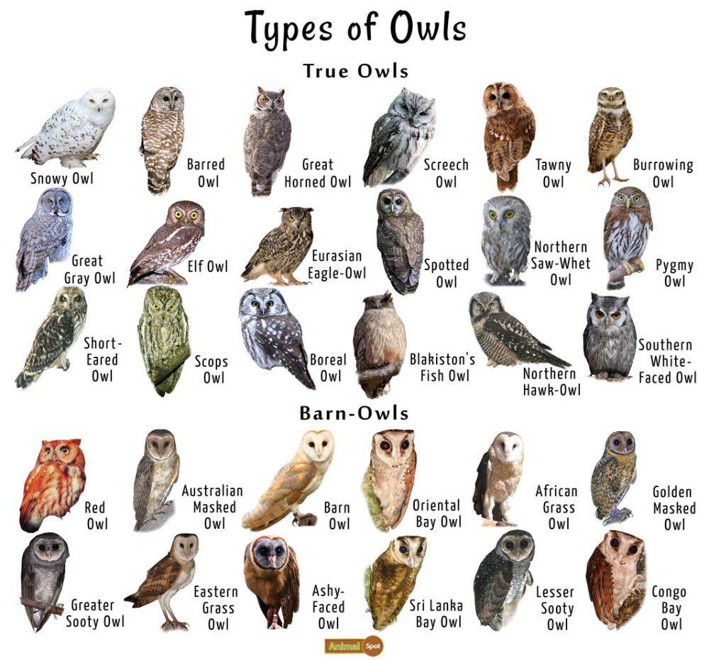 Owls🦉 coolguides