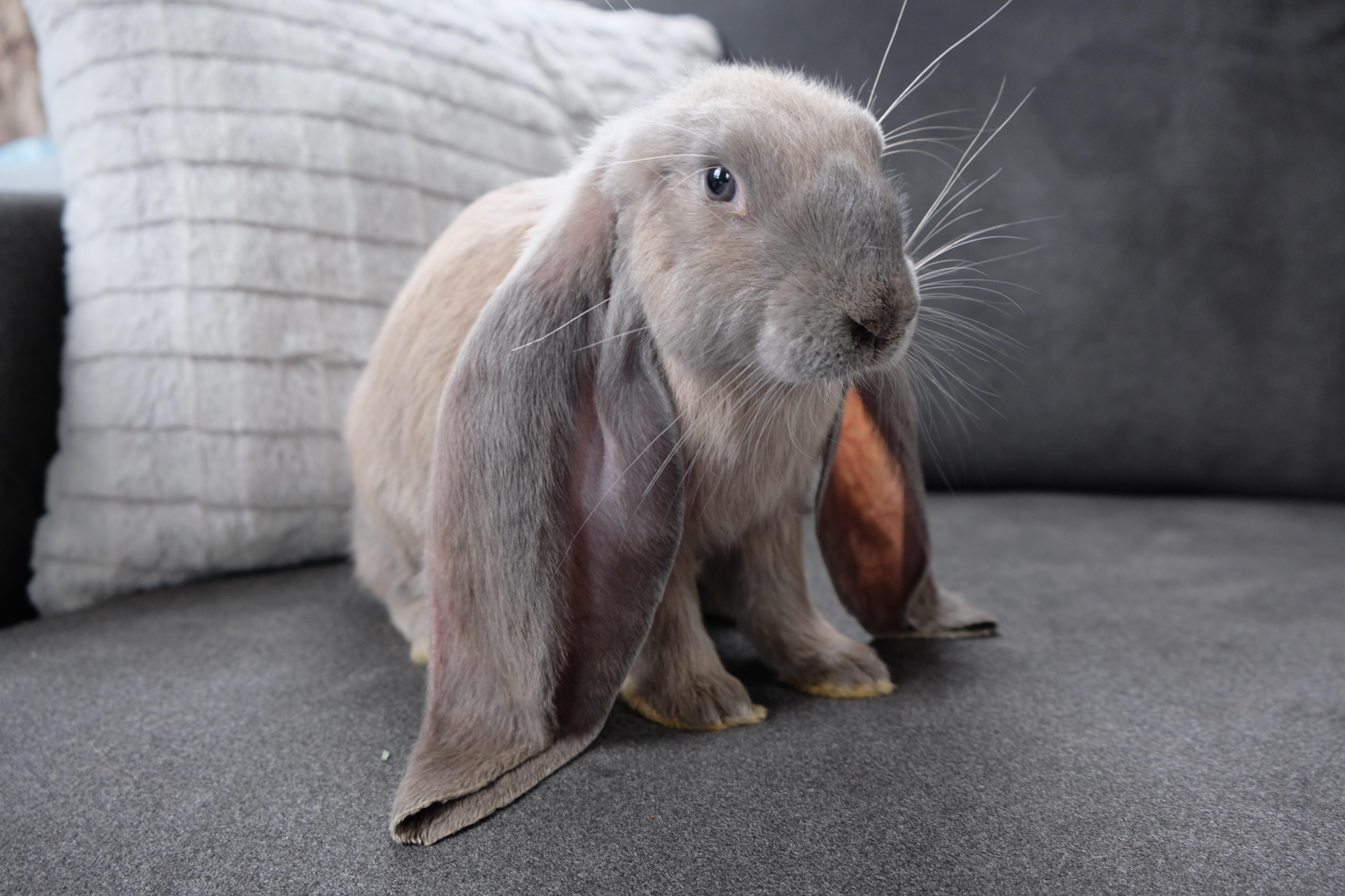 Meet Pippin, our new 3month old English Lop r/aww