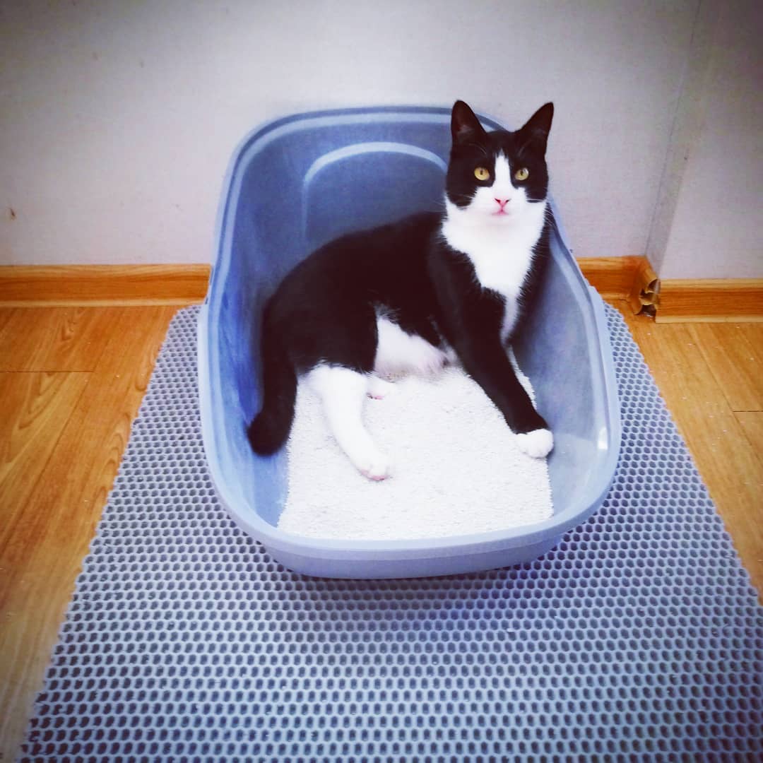 why poop in a pooper r/cats