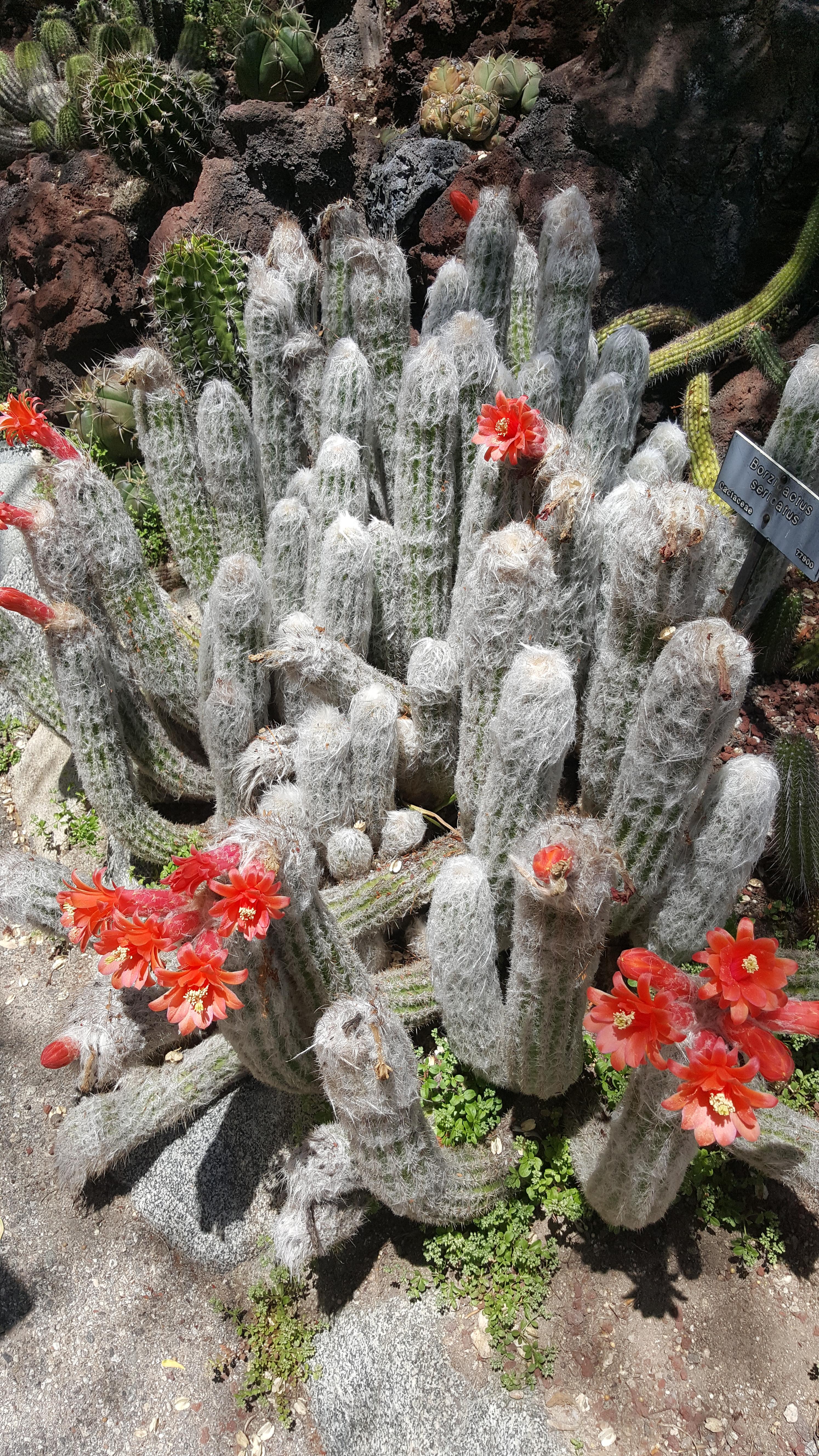 Cephalocereus Senilis aka "Old Man Cactus" flowering r/cactus