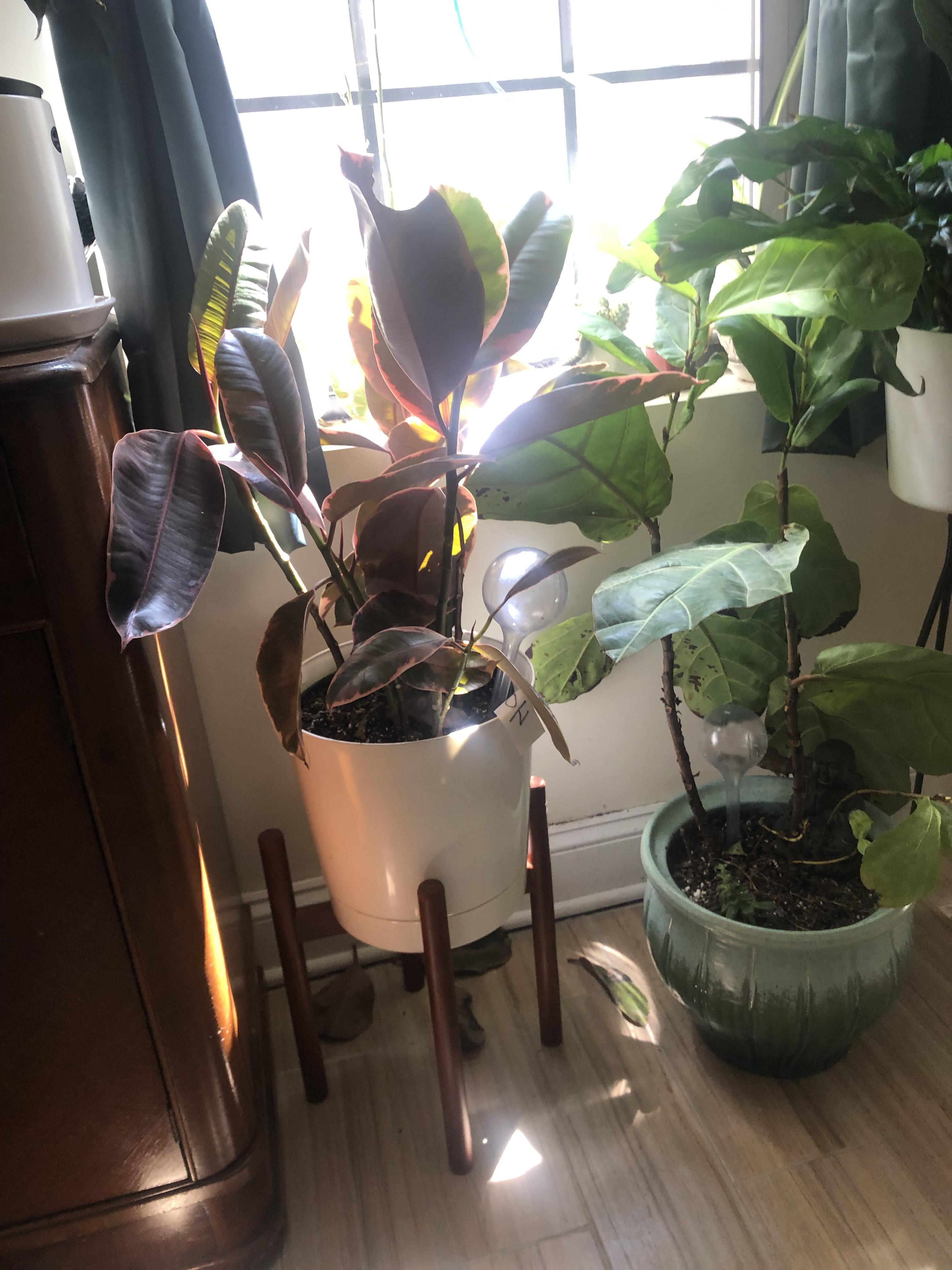 Why is my rubber plant dying?
