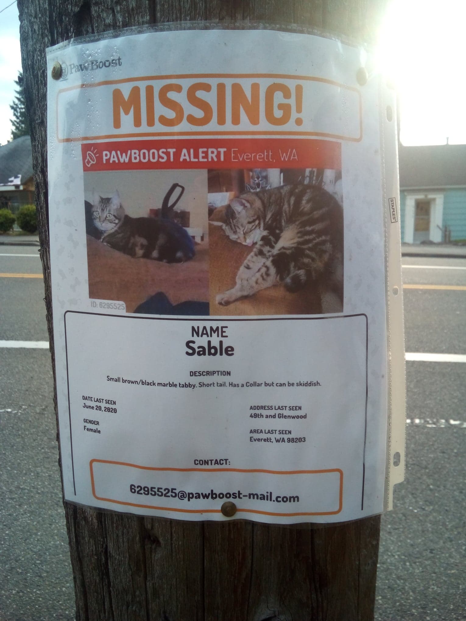 Saw this missing cat poster on a walk, and felt like I should post it