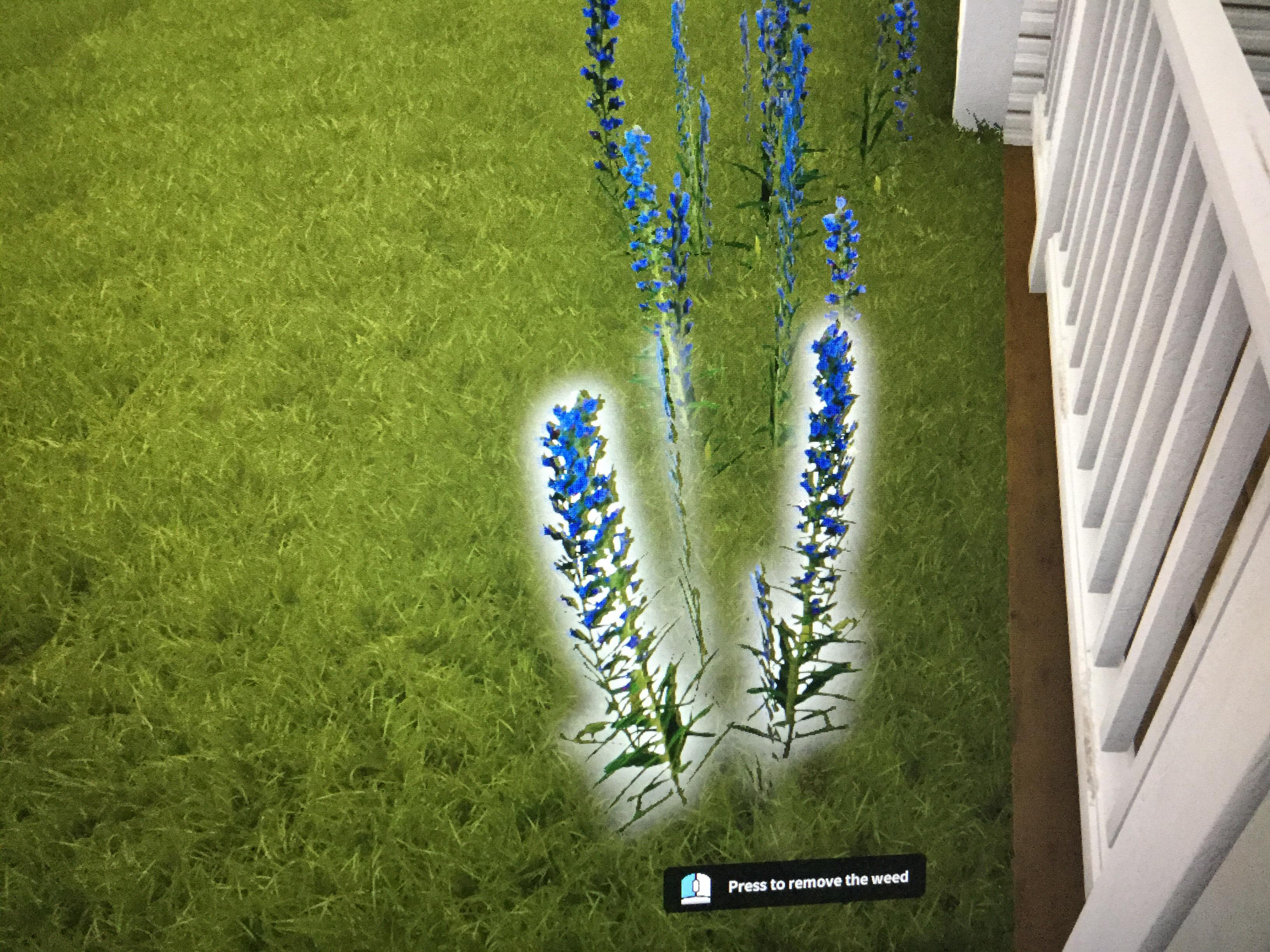 I’m not sure why some flowers are considered weeds, they’re so pretty