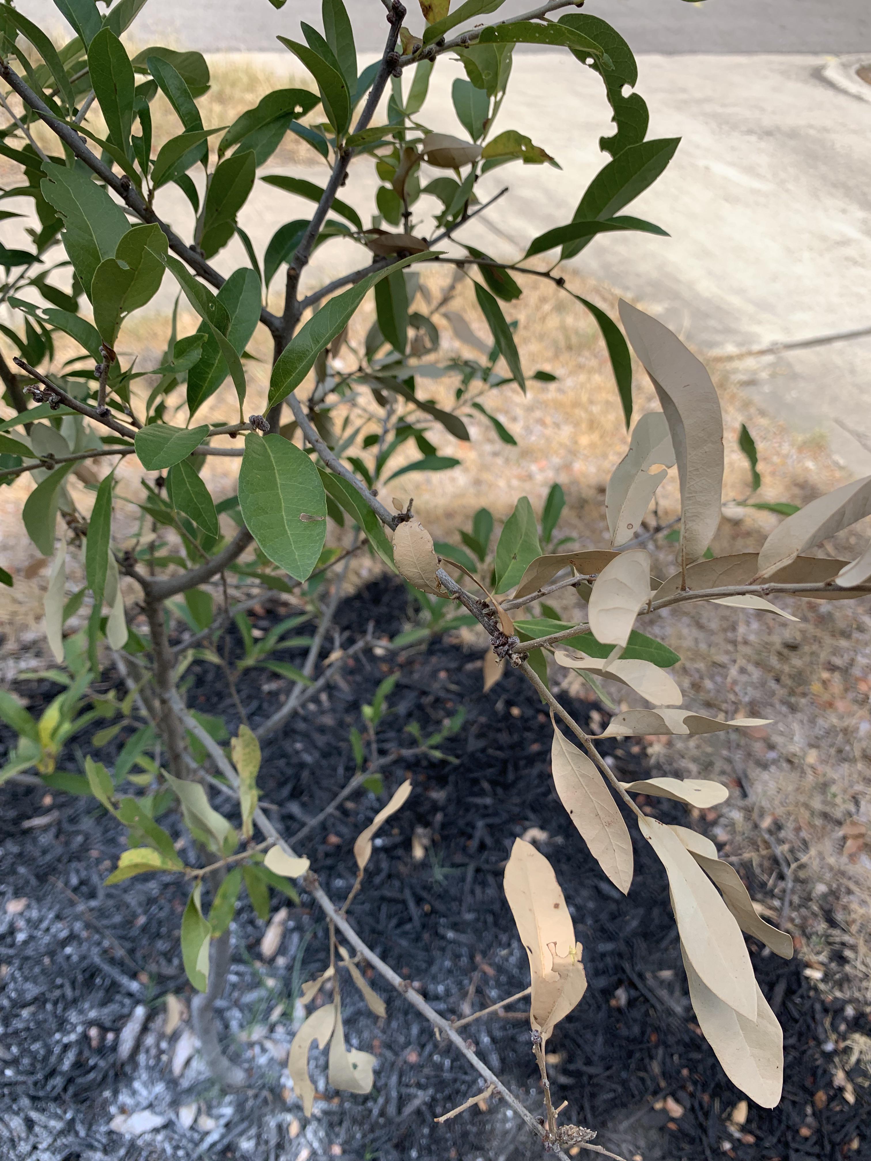 Oak tree branches dying. Is it because of ants, galls, or the drought