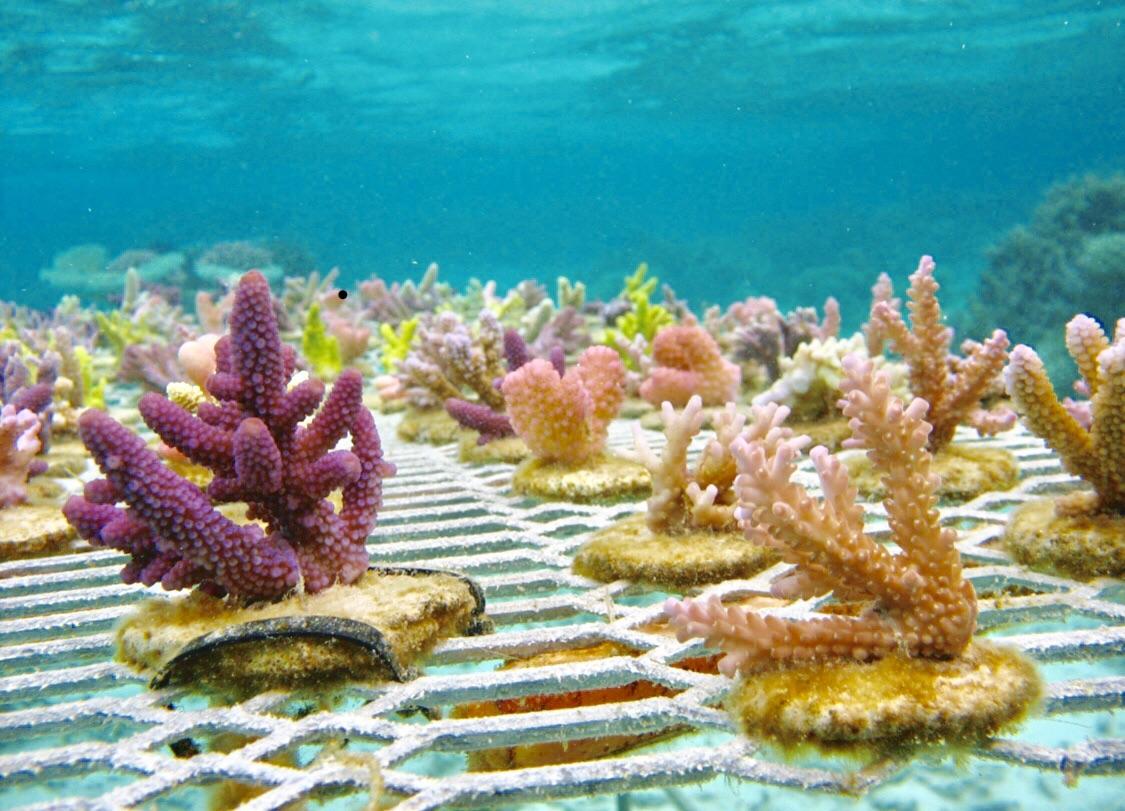 Any love for baby coral? These are being transplanted en masse via a