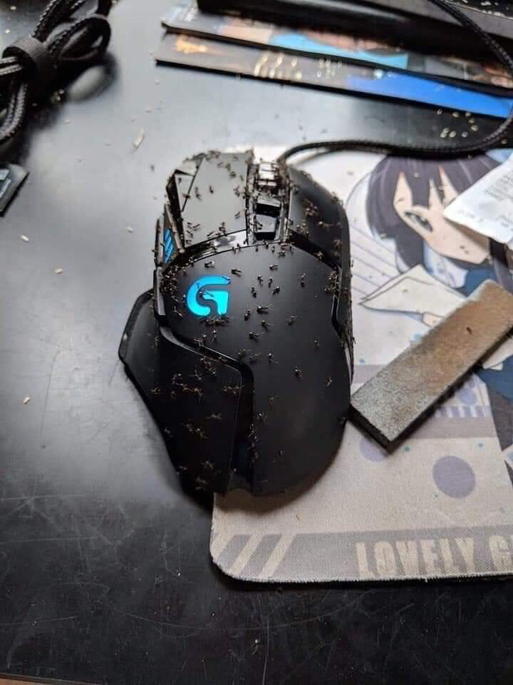 Ants feeding on a dead mouse. r/ants