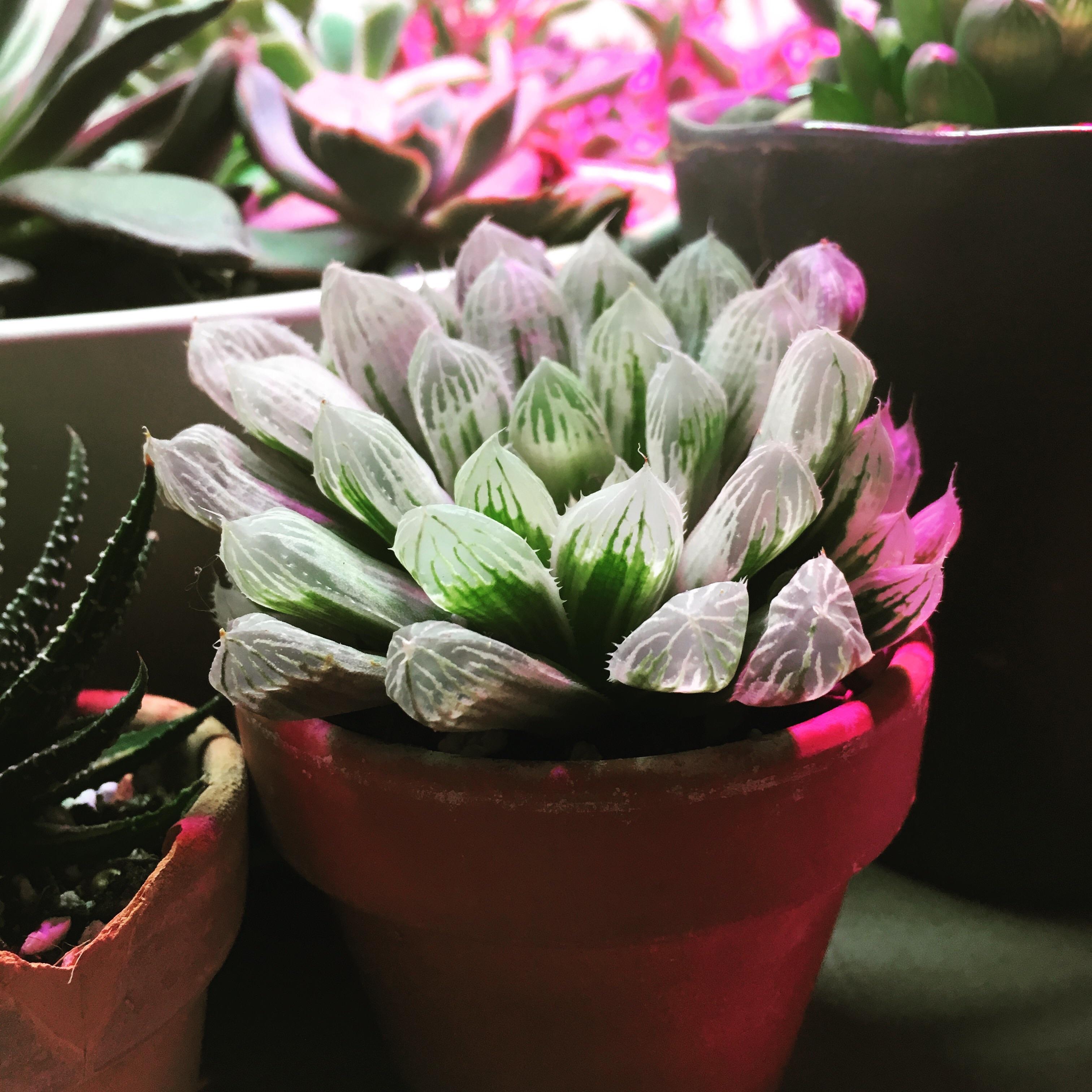 Haworthia cooperi variegata looks stunning under my grow