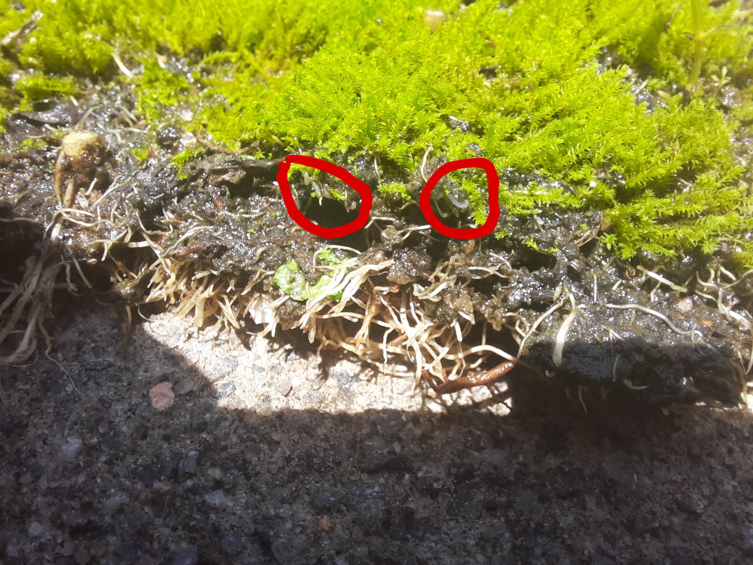 Help identifying these 2 mosses? Greatly appreciated! Moss