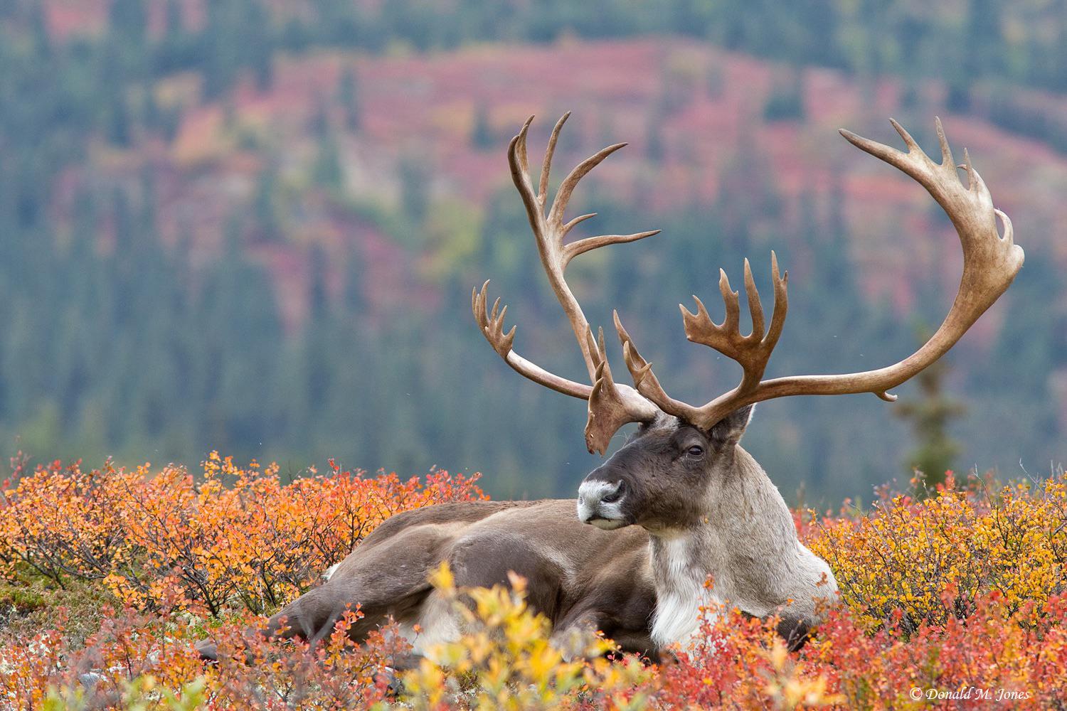 🔥 Caribou have the most magnificent antlers r/NatureIsFuckingLit