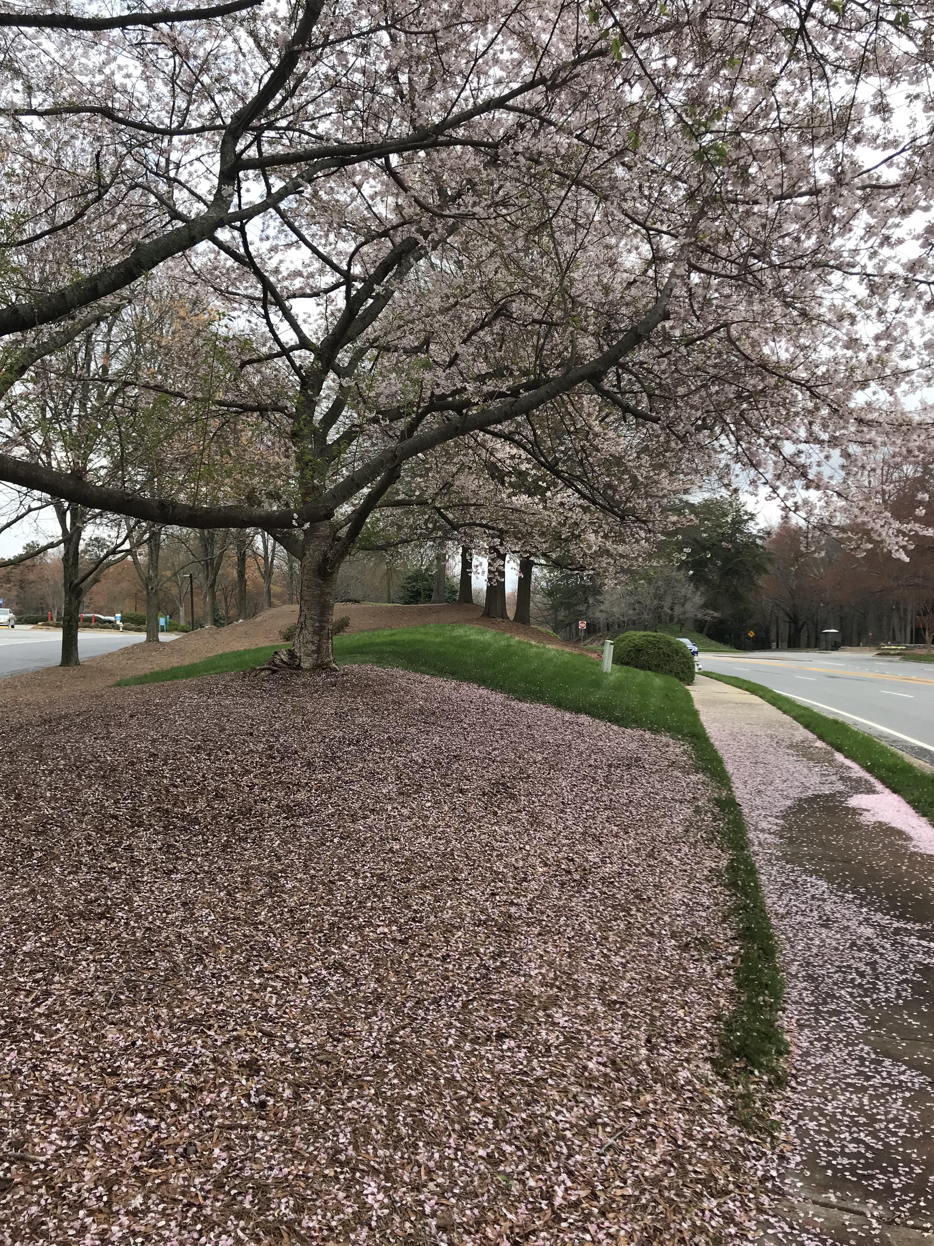 Walking to lunch today in Sandy Springs. r/Atlanta