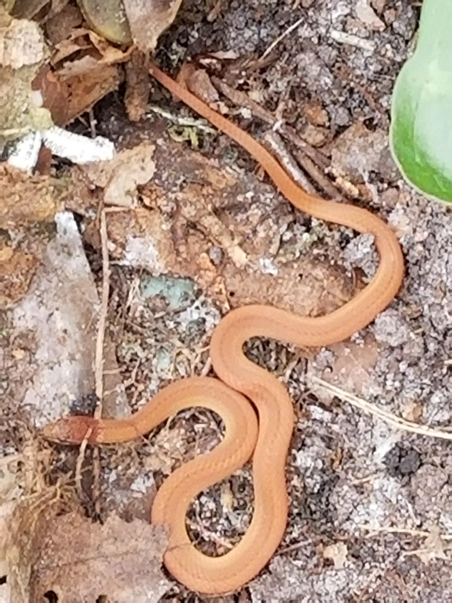 A beautiful Pine Woods Snake my husband found while doing a two acre